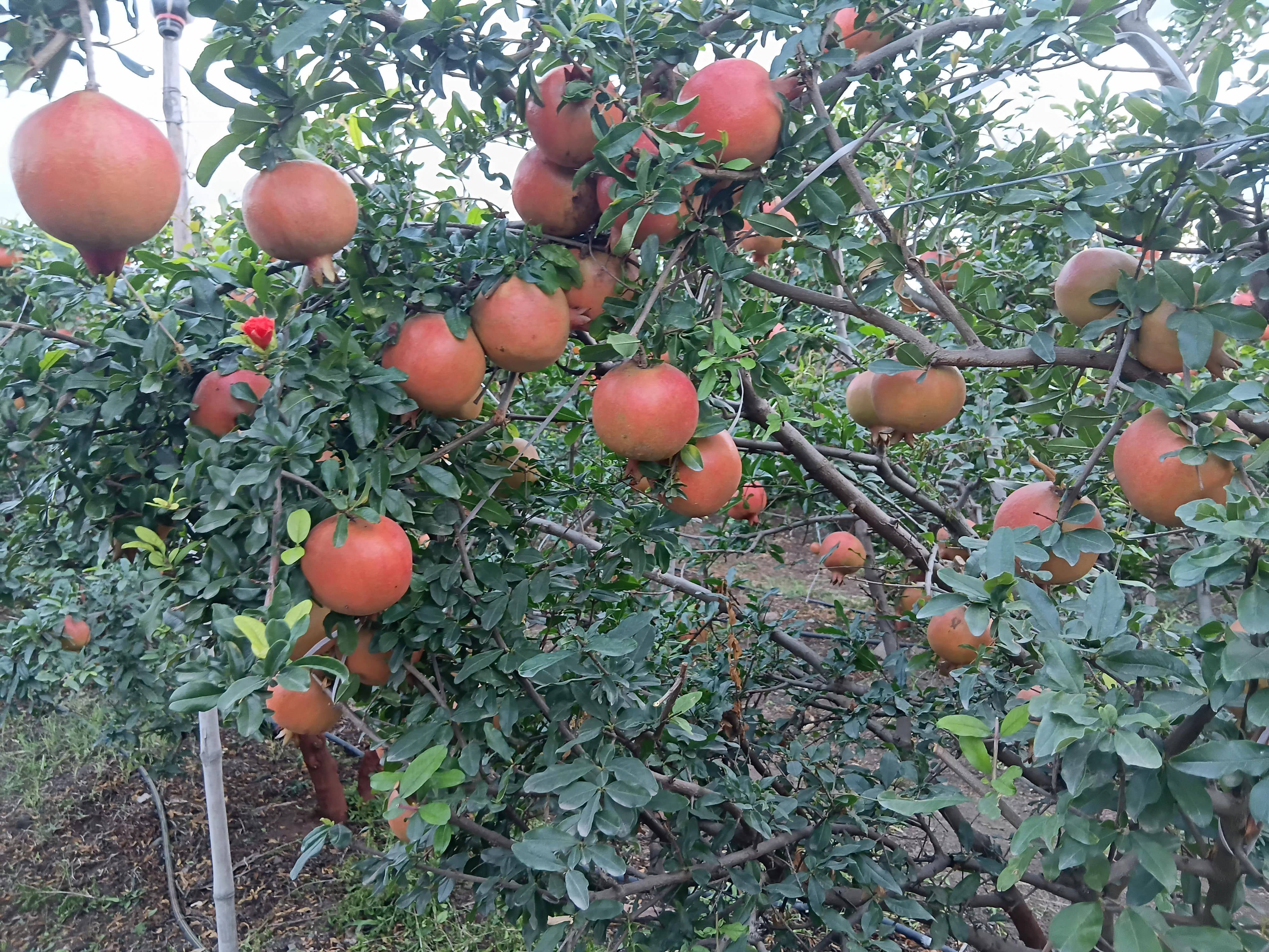Bhagwa बिक्री के लिए, सोलापुर, महाराष्ट्र