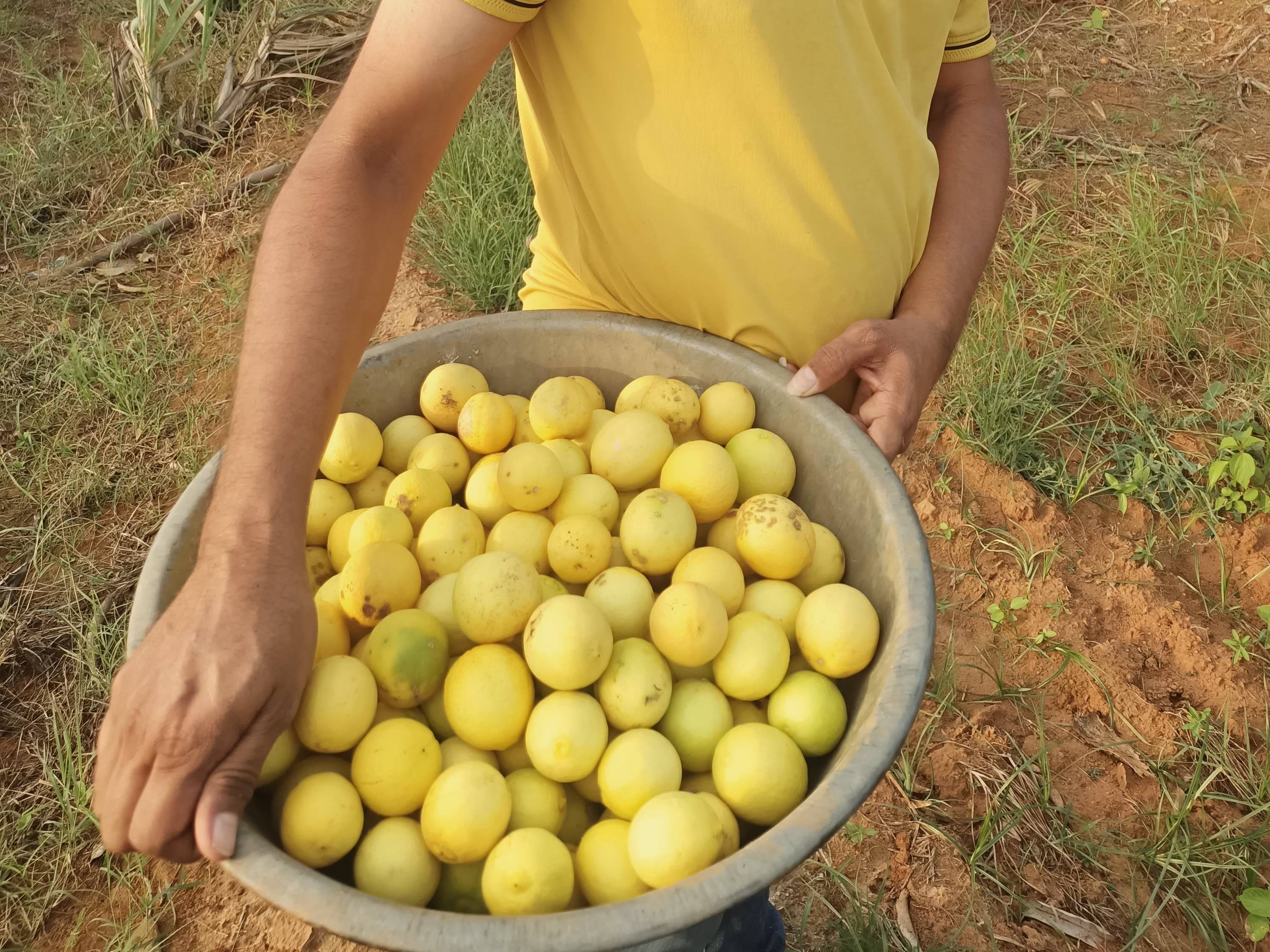 Assam Lemon बिक्री के लिए, रायगढ़, महाराष्ट्र