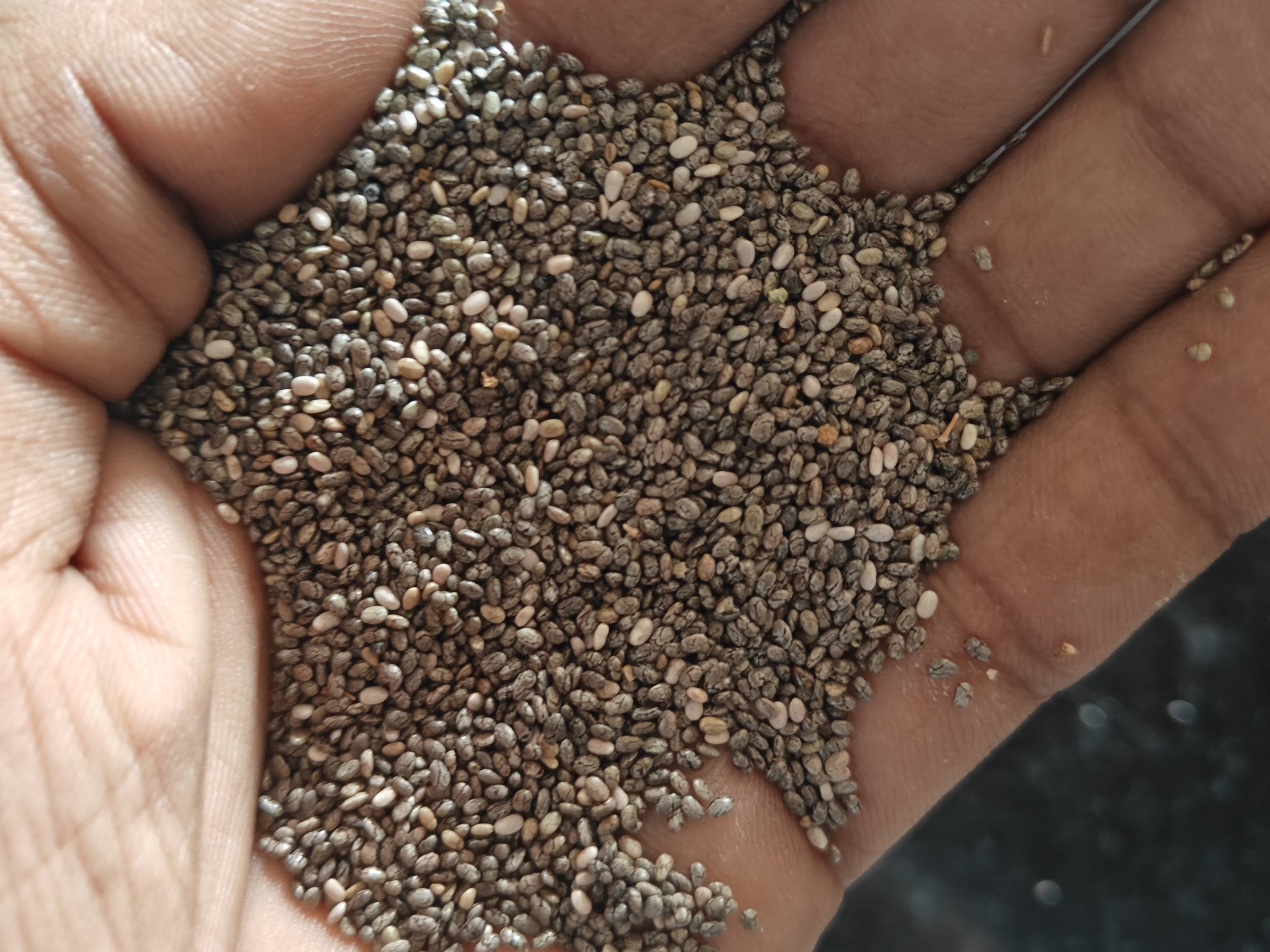 Black Chia Seeds बिक्री के लिए, देवास, मध्य प्रदेश