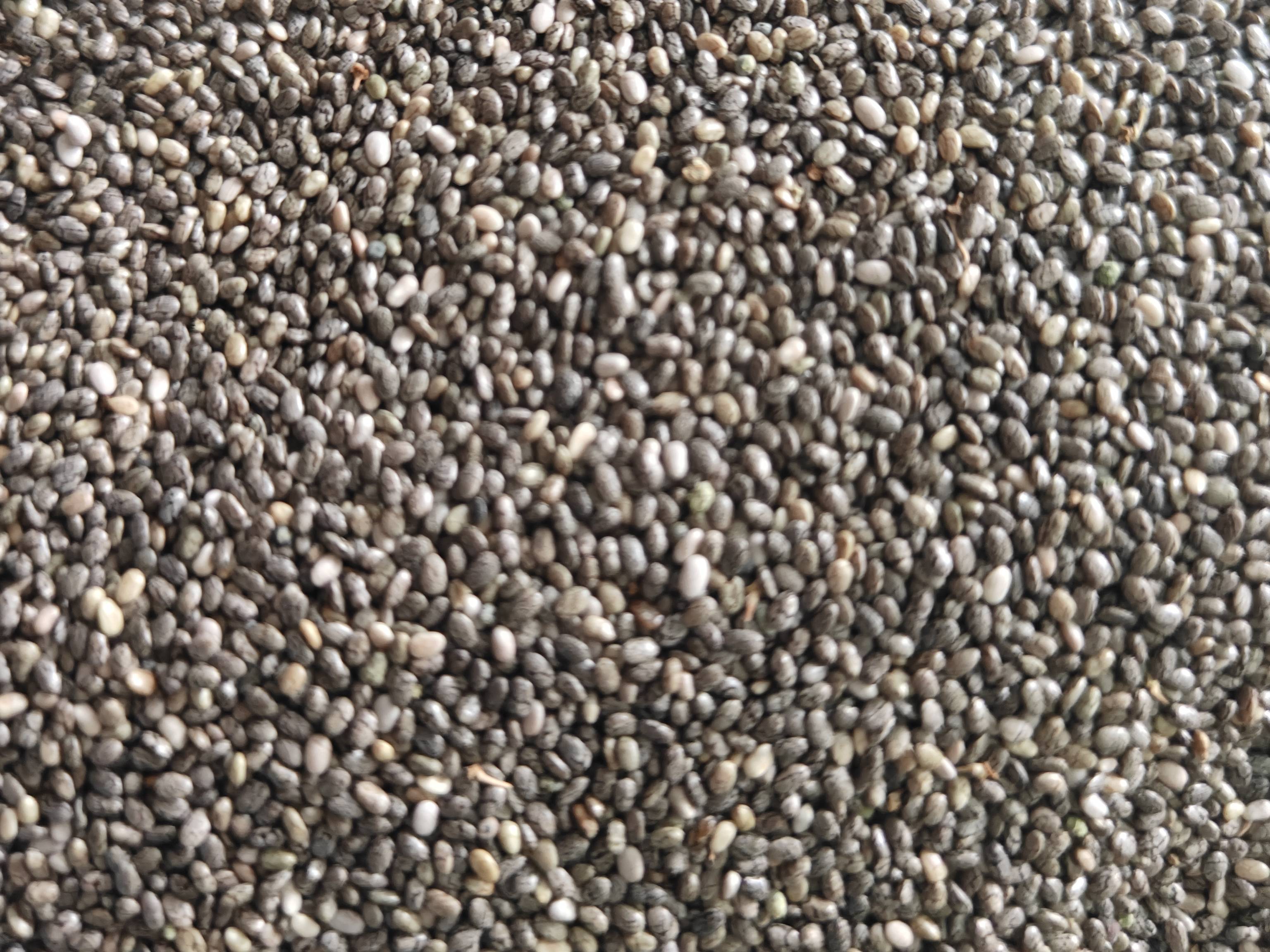 Black Chia Seeds बिक्री के लिए, देवास, मध्य प्रदेश