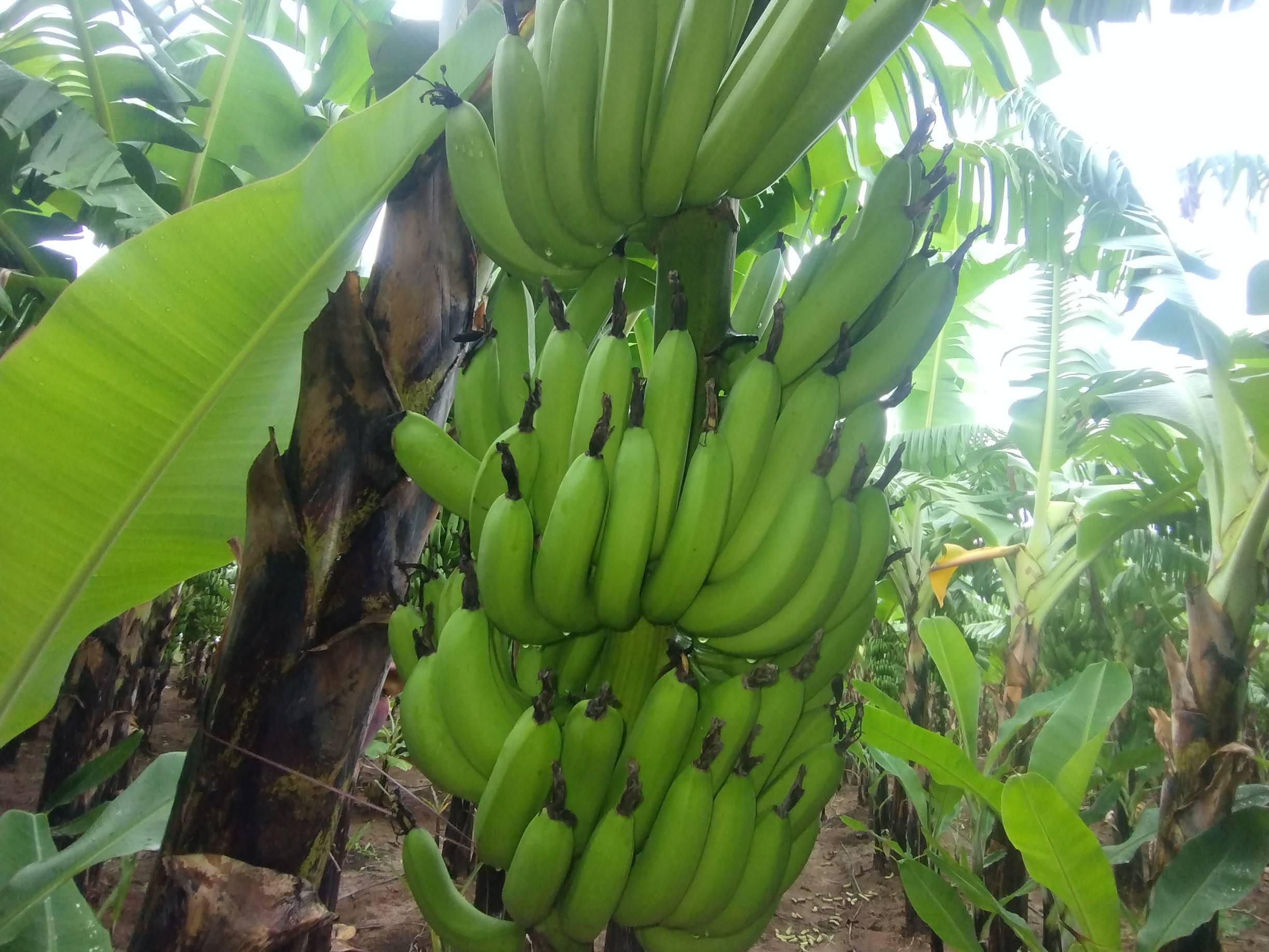 Green Banana विक्रीसाठी, बुरहानपूर, मध्य प्रदेश