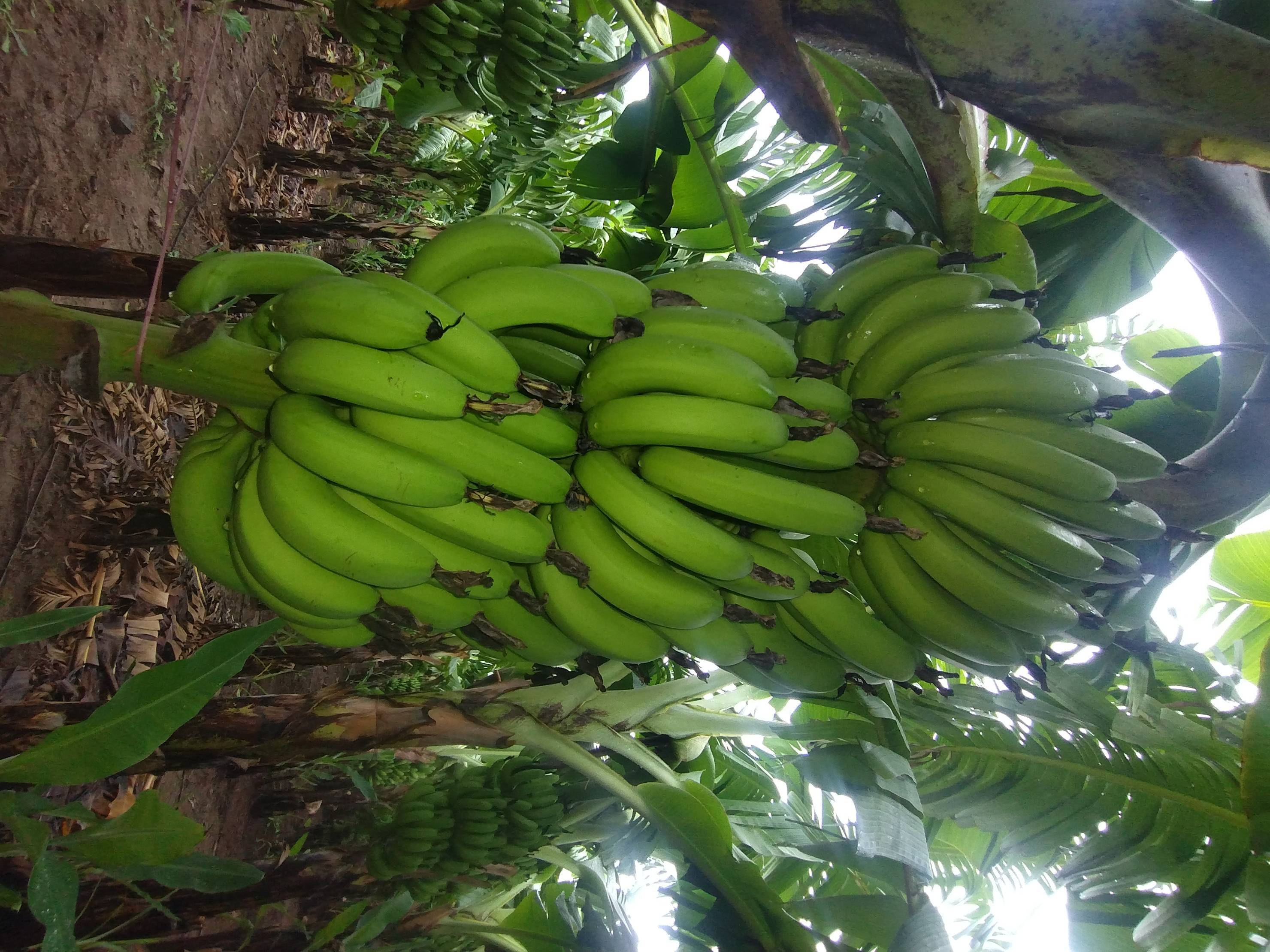 Green Banana विक्रीसाठी, बुरहानपूर, मध्य प्रदेश