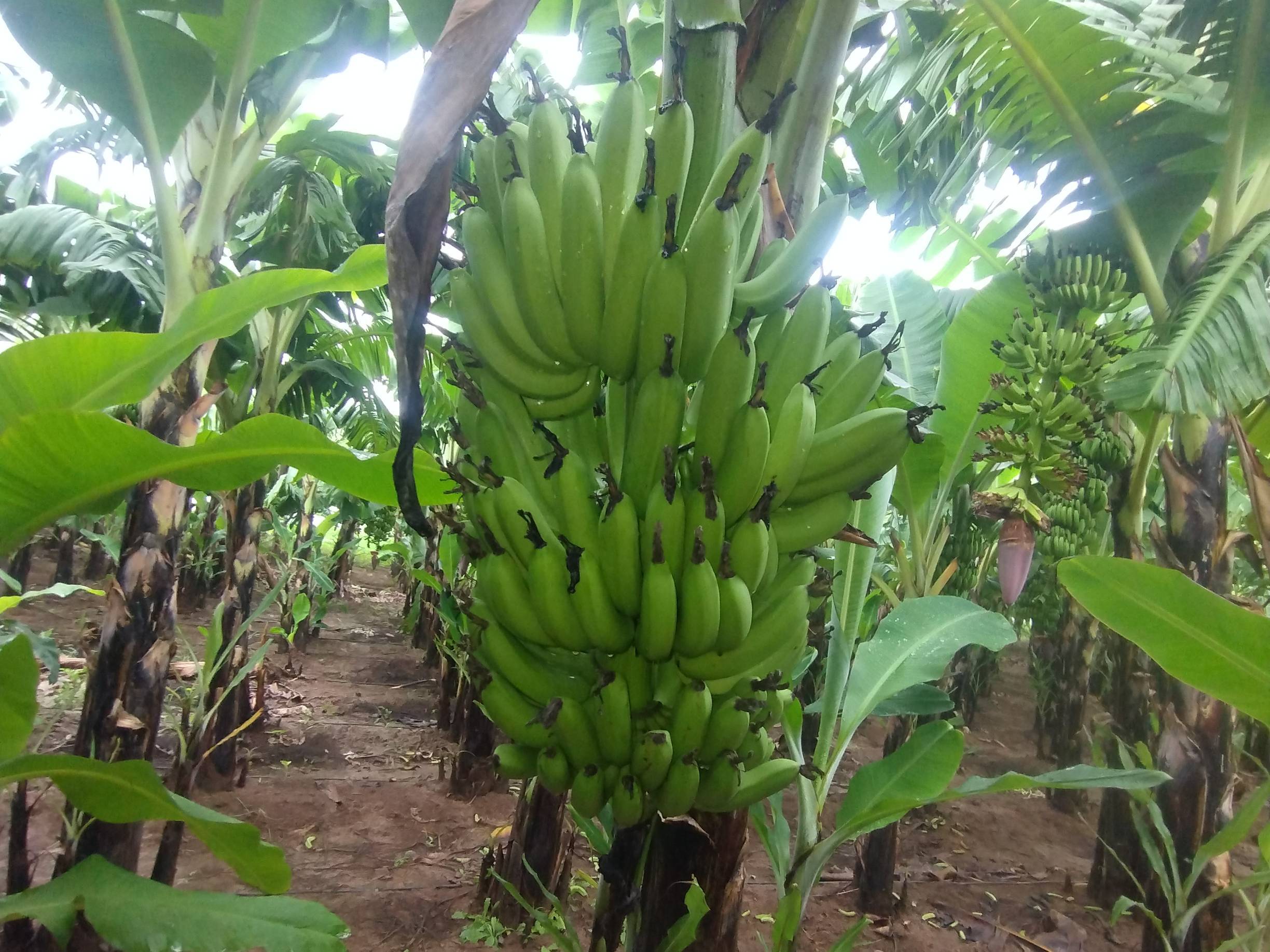 Green Banana विक्रीसाठी, बुरहानपूर, मध्य प्रदेश