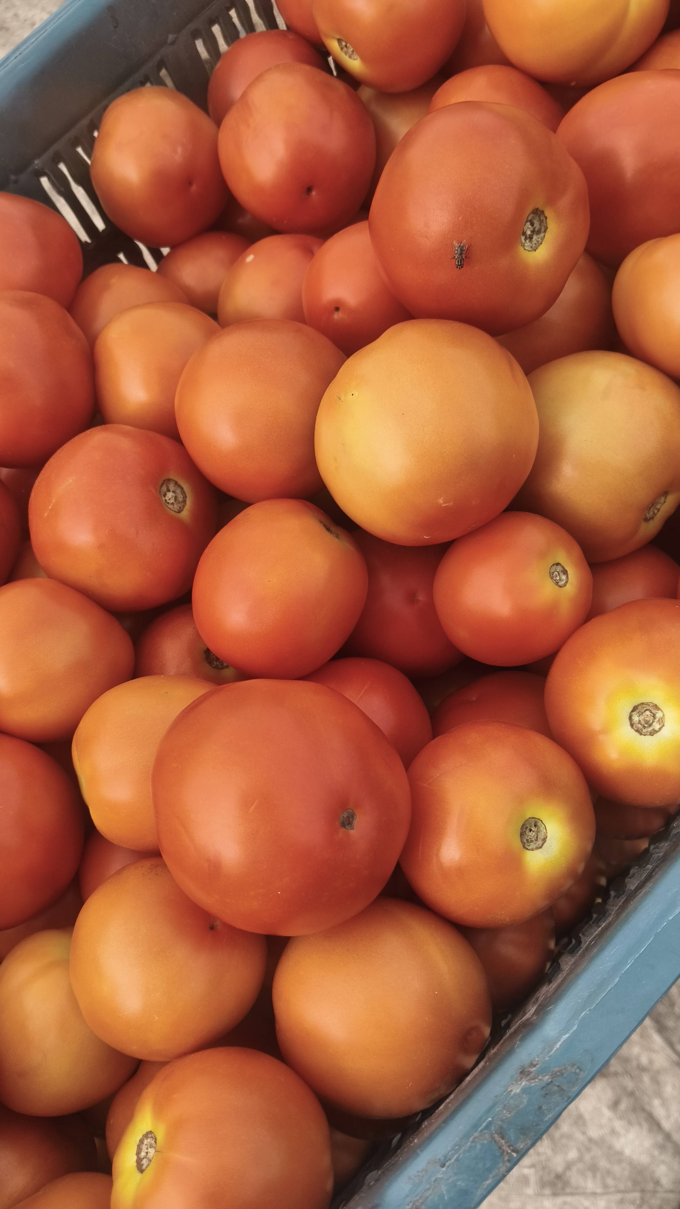Atharva Tomato विक्रीसाठी, जालना, महाराष्ट्र