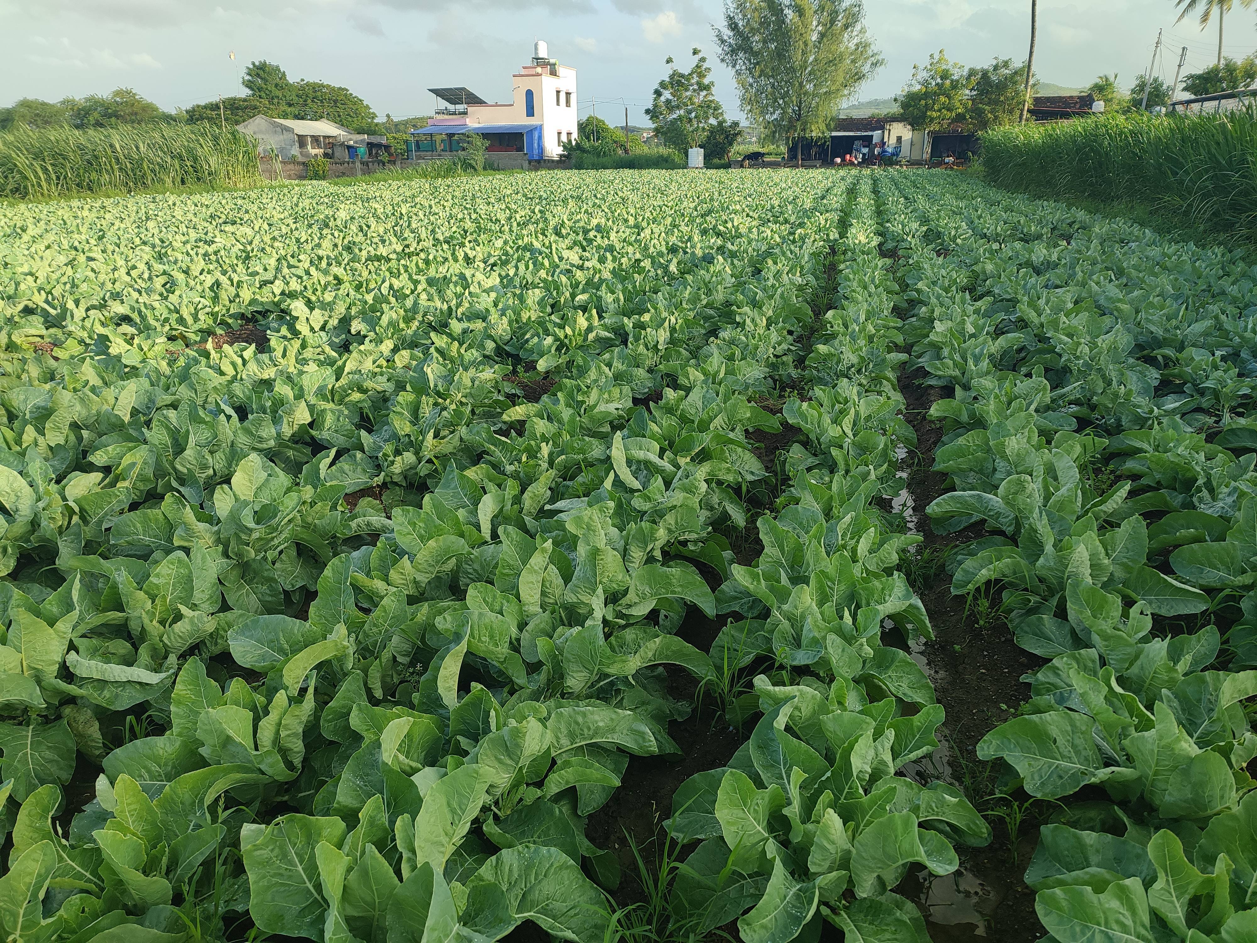 Early Cauliflower for sale in Ahilyanagar, Maharashtra