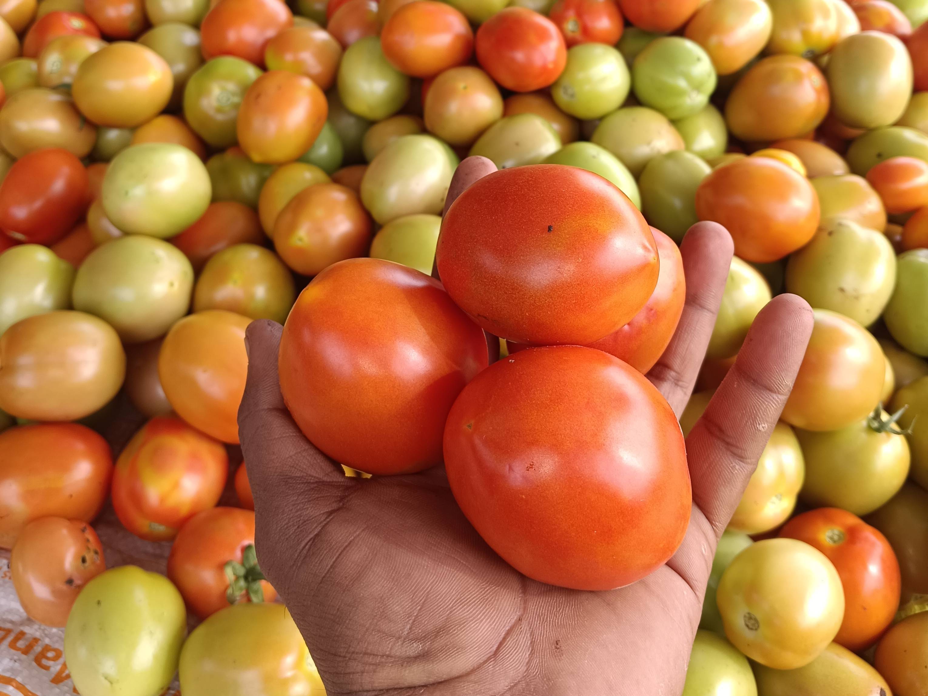 Atharva Tomato विक्रीसाठी, कोल्हापूर, महाराष्ट्र