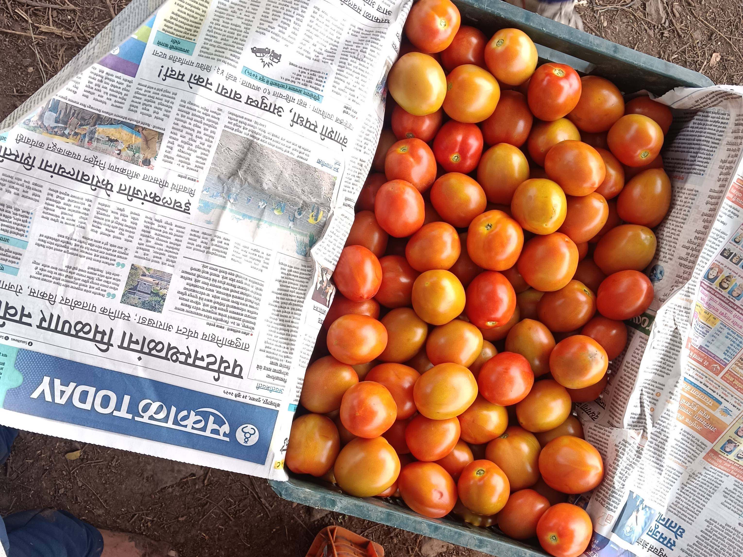 Atharva Tomato विक्रीसाठी, कोल्हापूर, महाराष्ट्र