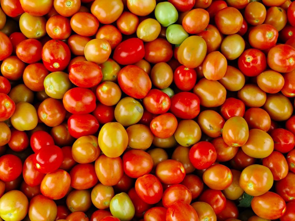 Atharva Tomato विक्रीसाठी, कोल्हापूर, महाराष्ट्र
