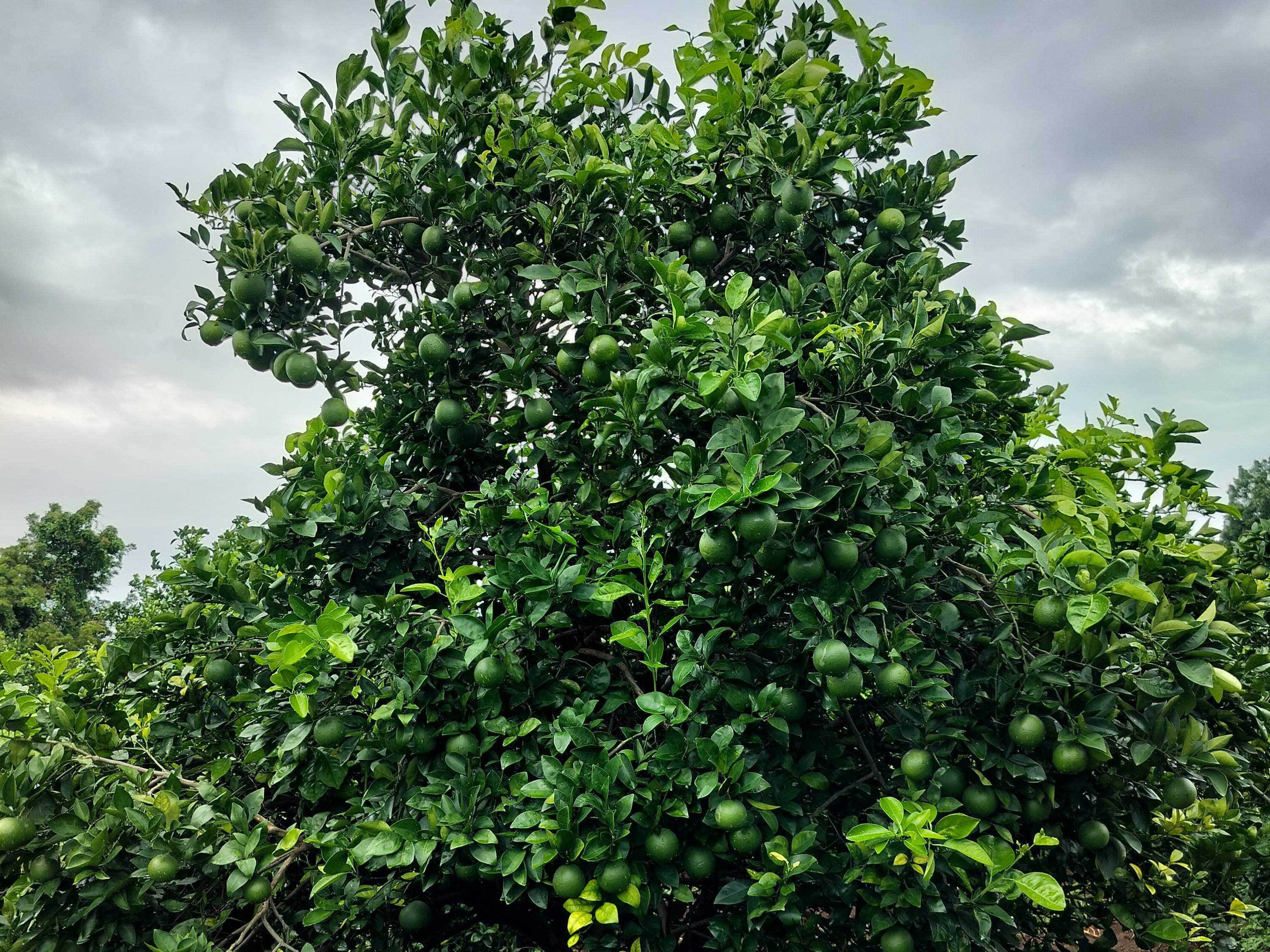 Golden Mousambi बिक्री के लिए, छत्रपति संभाजीनगर, महाराष्ट्र