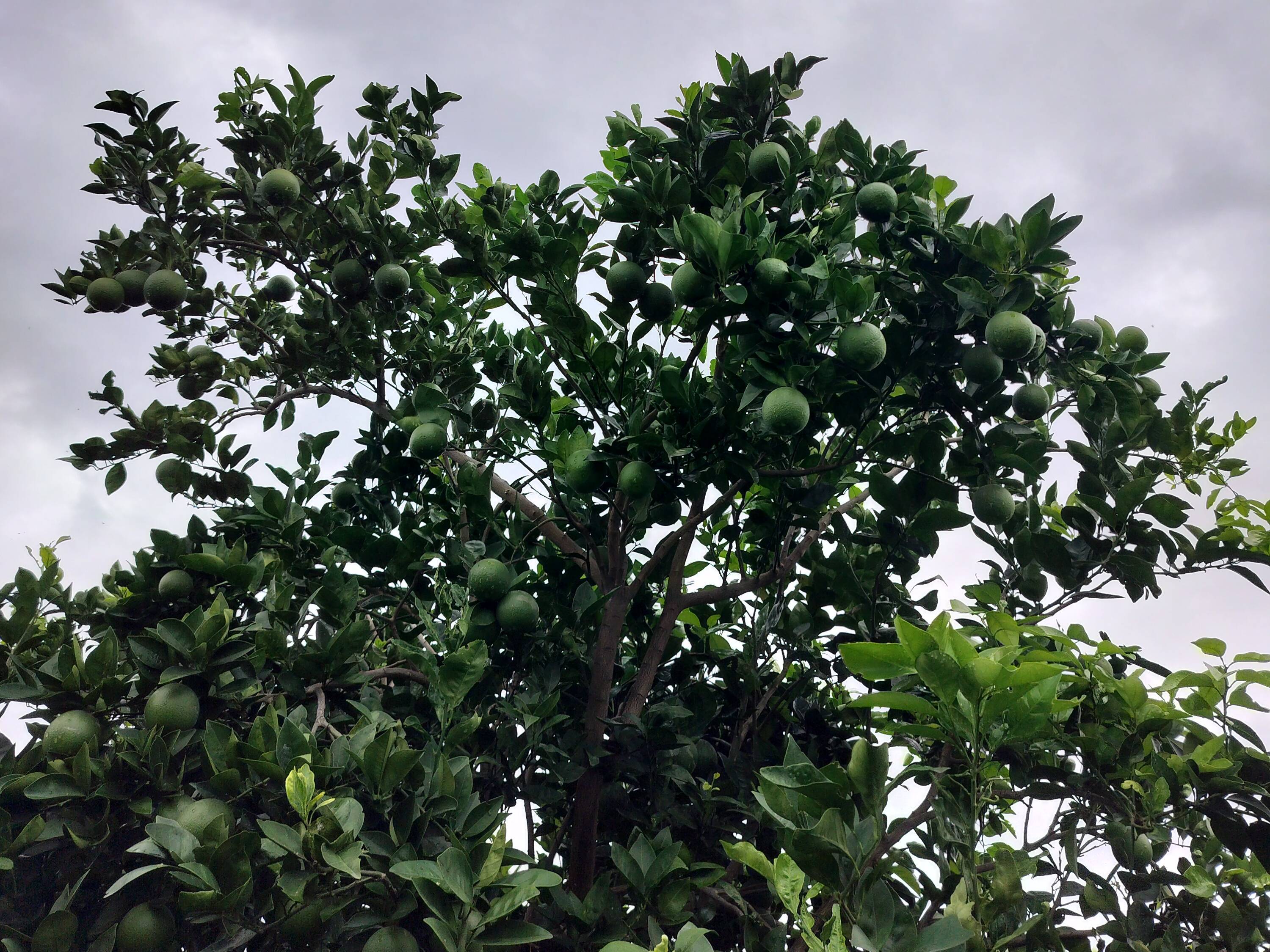 Golden Mousambi बिक्री के लिए, छत्रपति संभाजीनगर, महाराष्ट्र