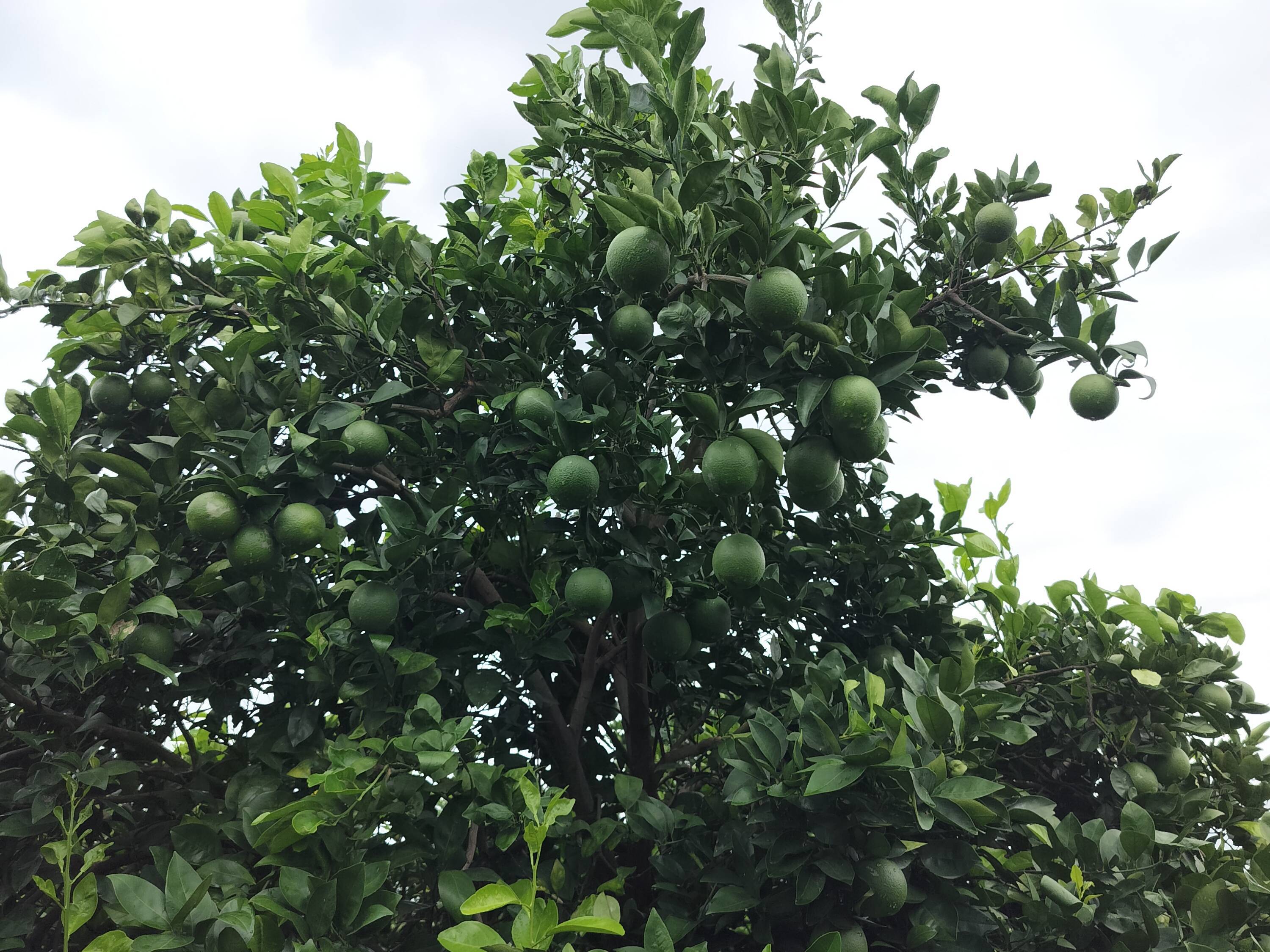 Golden Mousambi बिक्री के लिए, छत्रपति संभाजीनगर, महाराष्ट्र