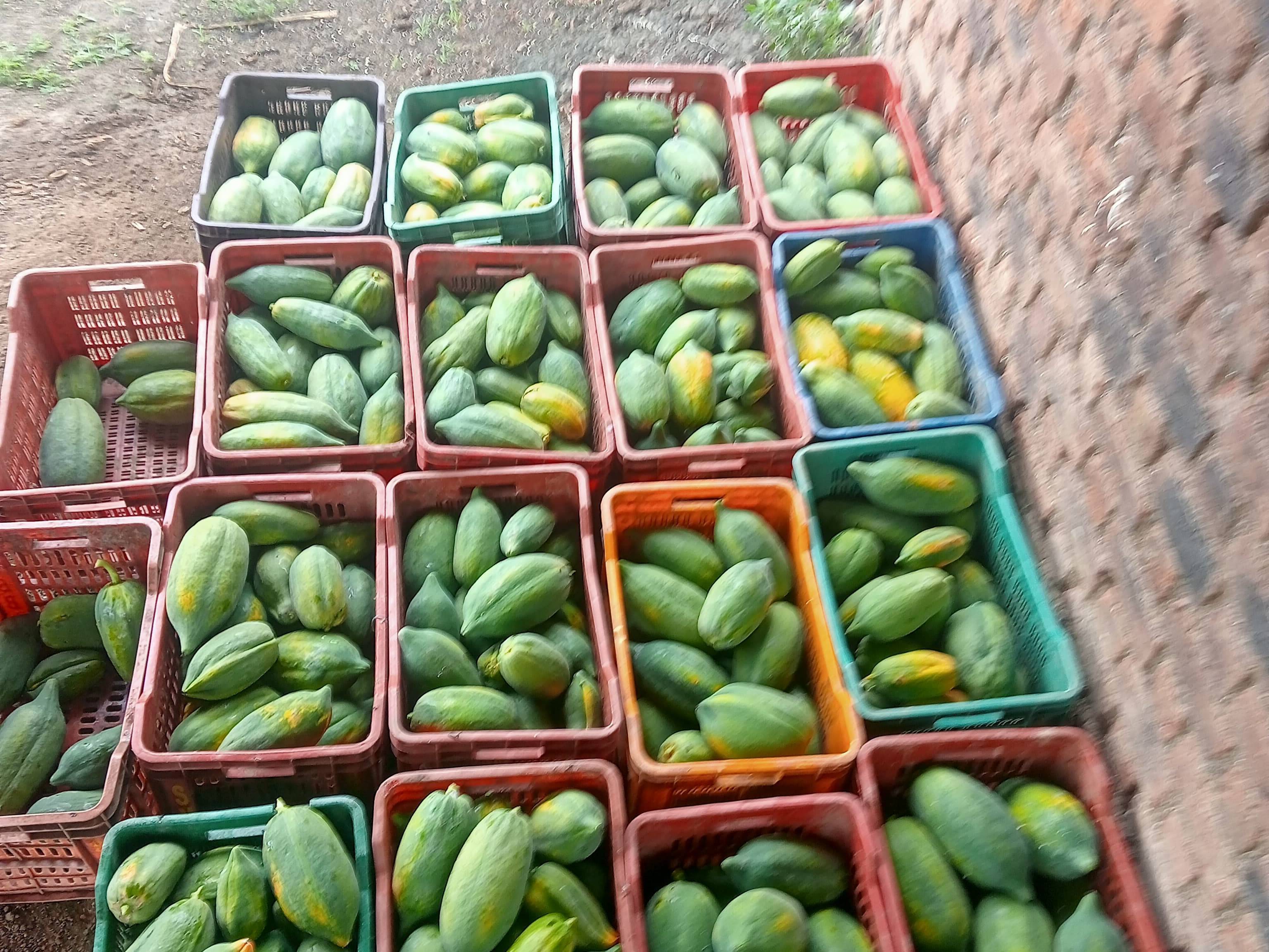 Red Lady for sale in Ahilyanagar, Maharashtra