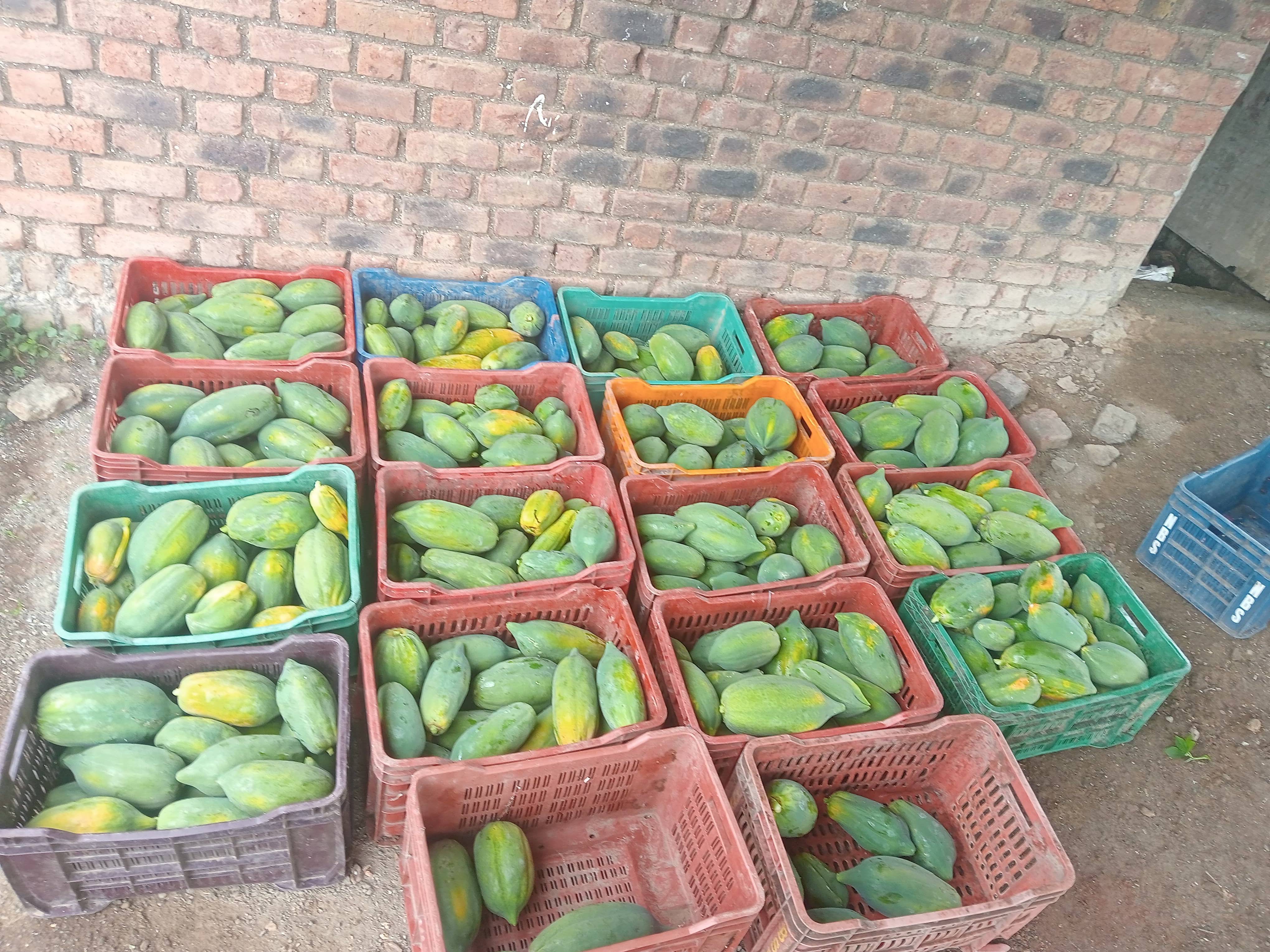 Red Lady for sale in Ahilyanagar, Maharashtra