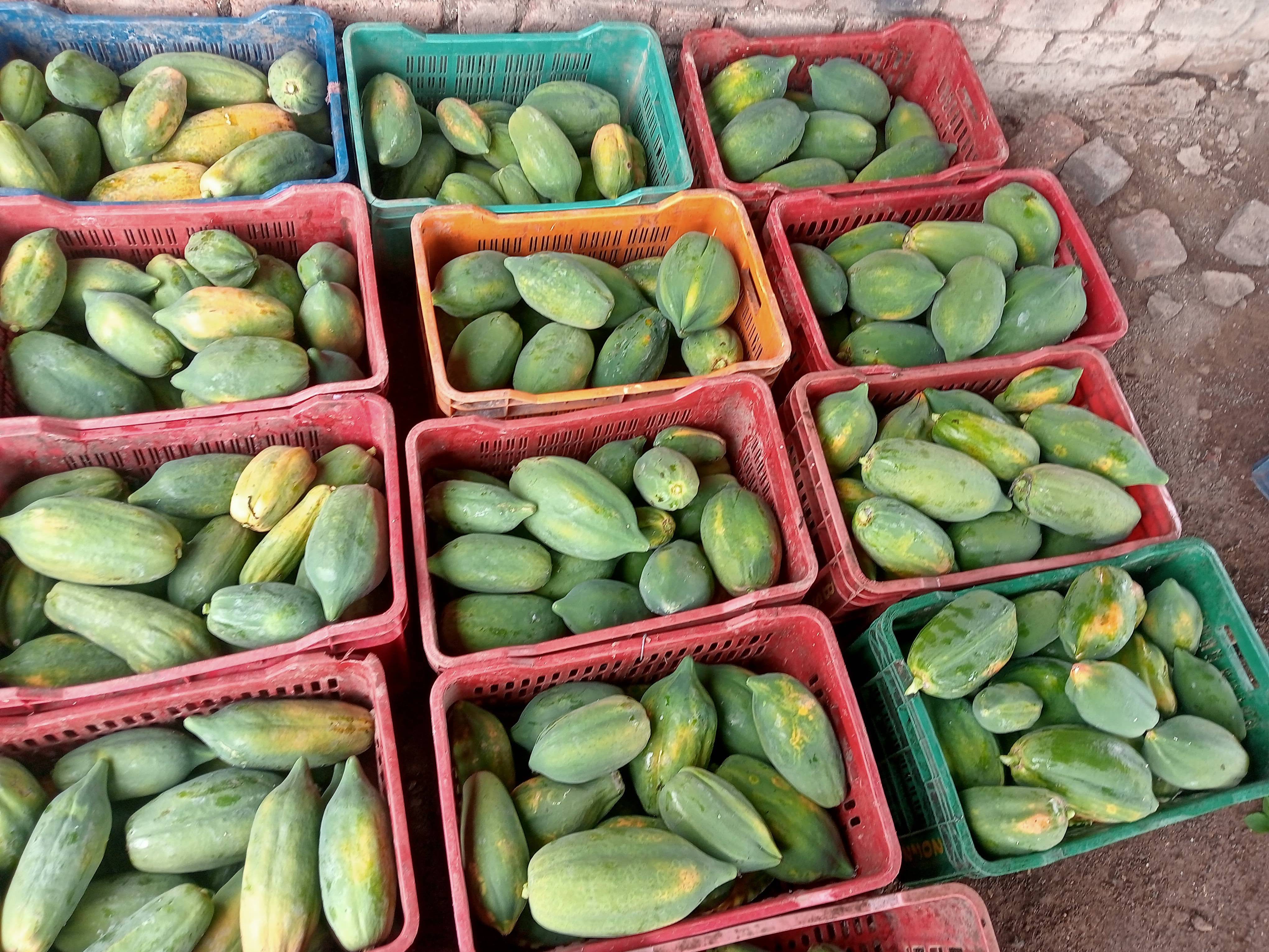 Red Lady for sale in Ahilyanagar, Maharashtra