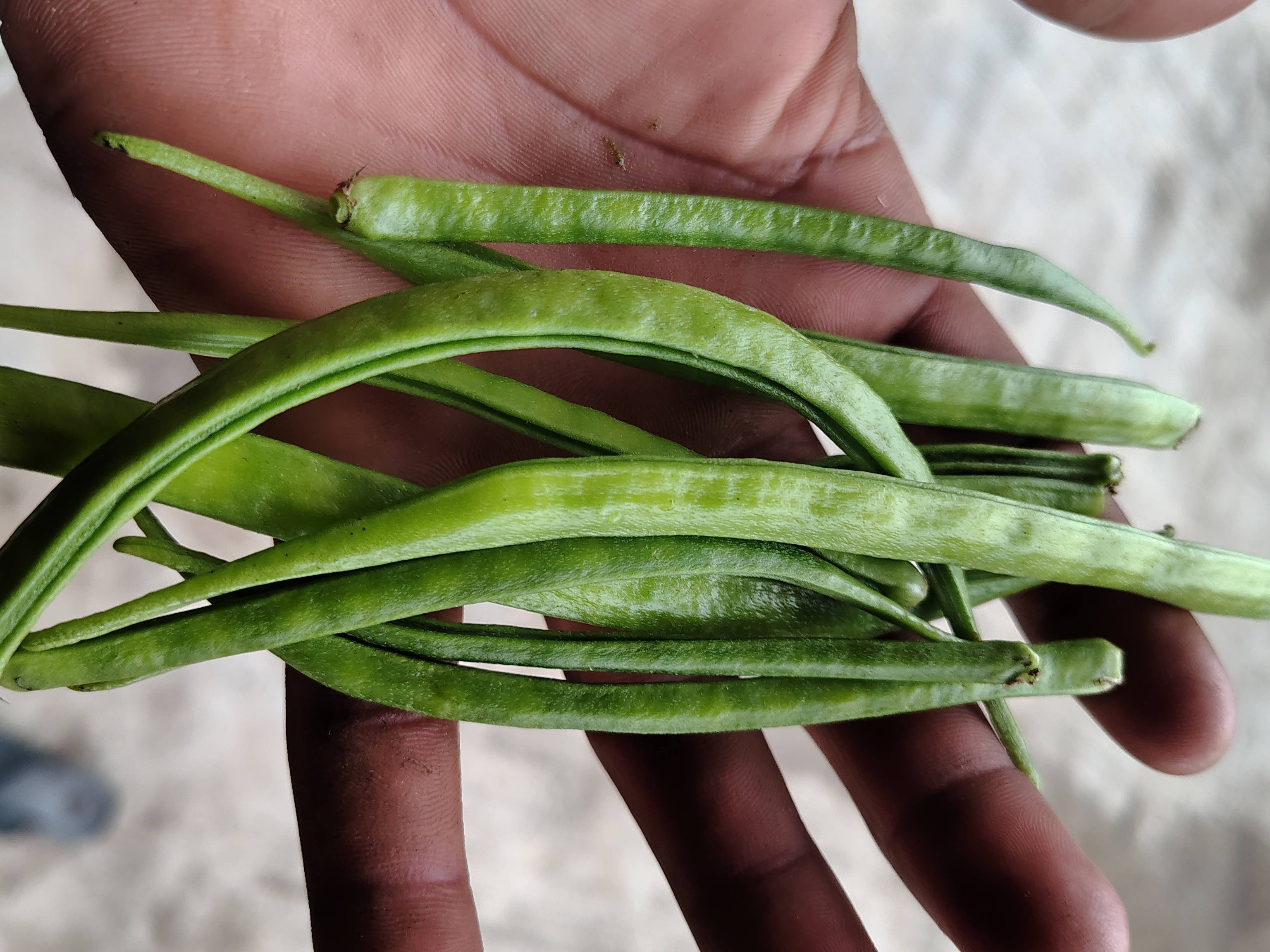Cluster Beans for sale in Nanded, Maharashtra