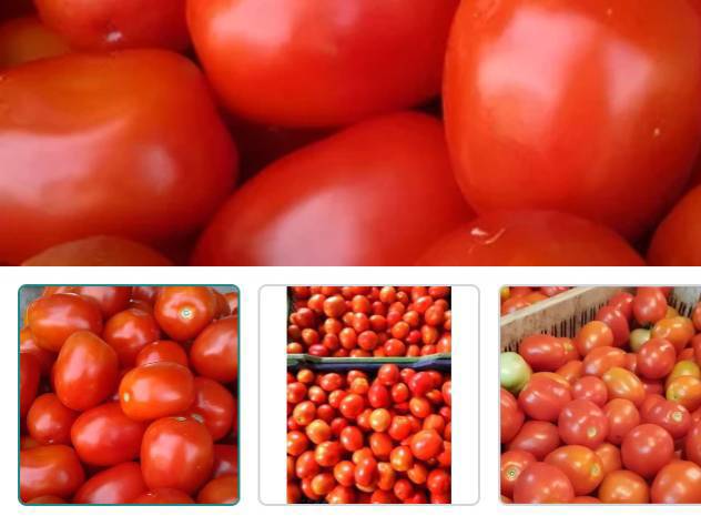 Atharva Tomato विक्रीसाठी, नाशिक, महाराष्ट्र