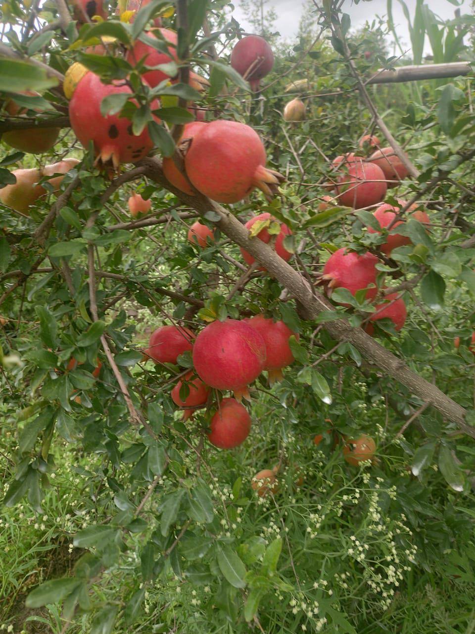 Pomegranate Bhagwa