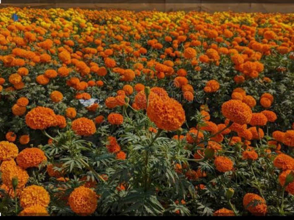 Marigold Orange Marigold