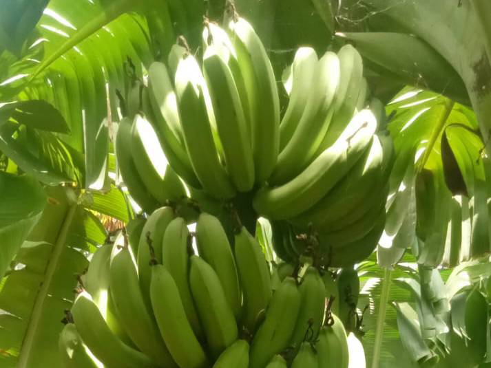 Green Banana बिक्री के लिए, सोलापुर, महाराष्ट्र