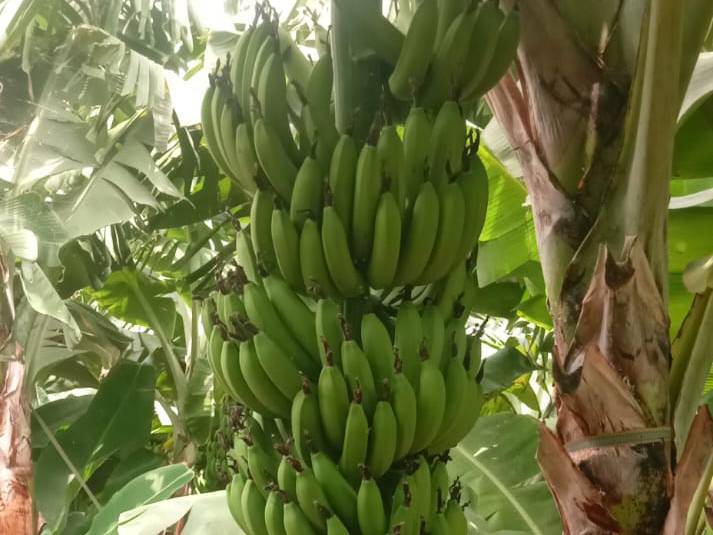 Green Banana बिक्री के लिए, सोलापुर, महाराष्ट्र