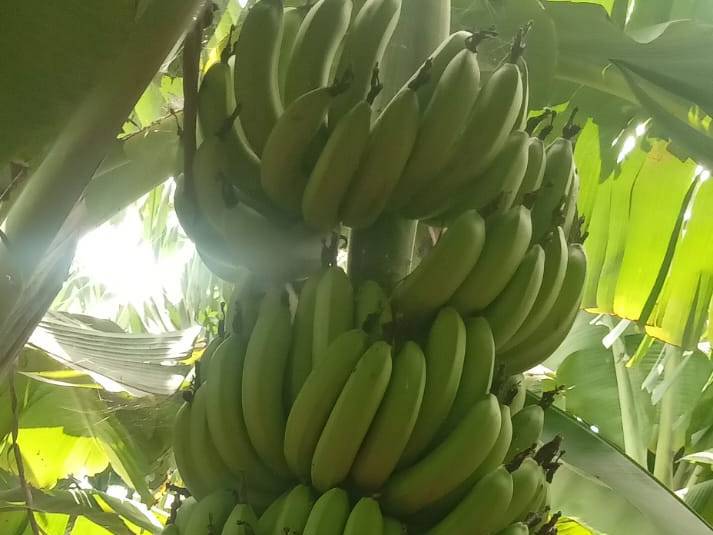 Green Banana बिक्री के लिए, सोलापुर, महाराष्ट्र