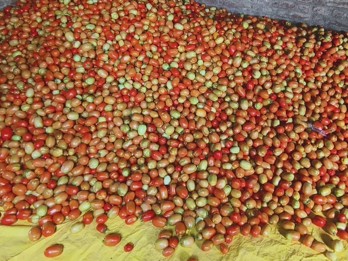 Atharva Tomato विक्रीसाठी, सांगली, महाराष्ट्र