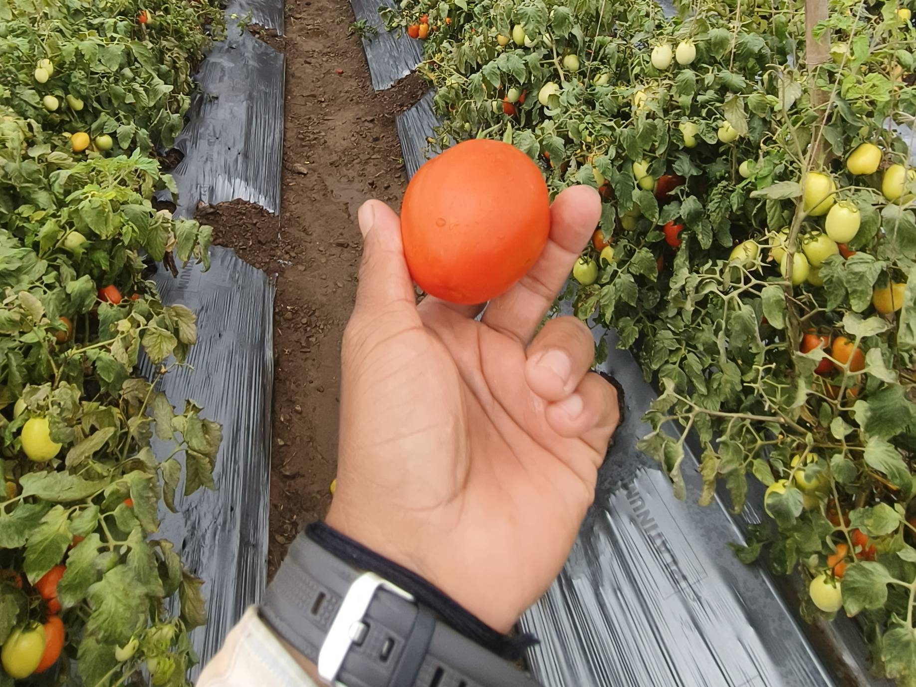 Atharva Tomato विक्रीसाठी, सांगली, महाराष्ट्र