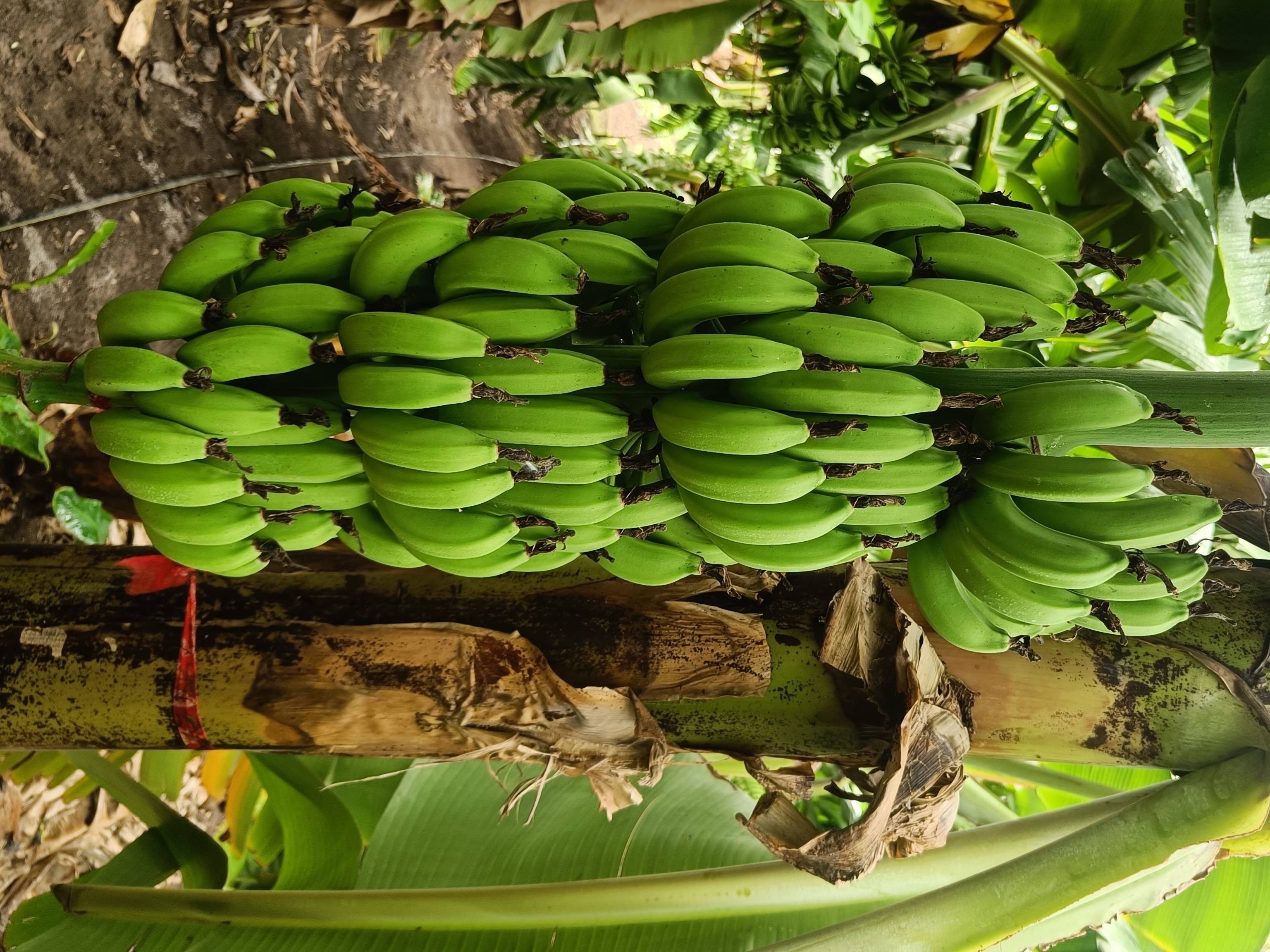Grand Naine (G9) Banana बिक्री के लिए, सोलापुर, महाराष्ट्र