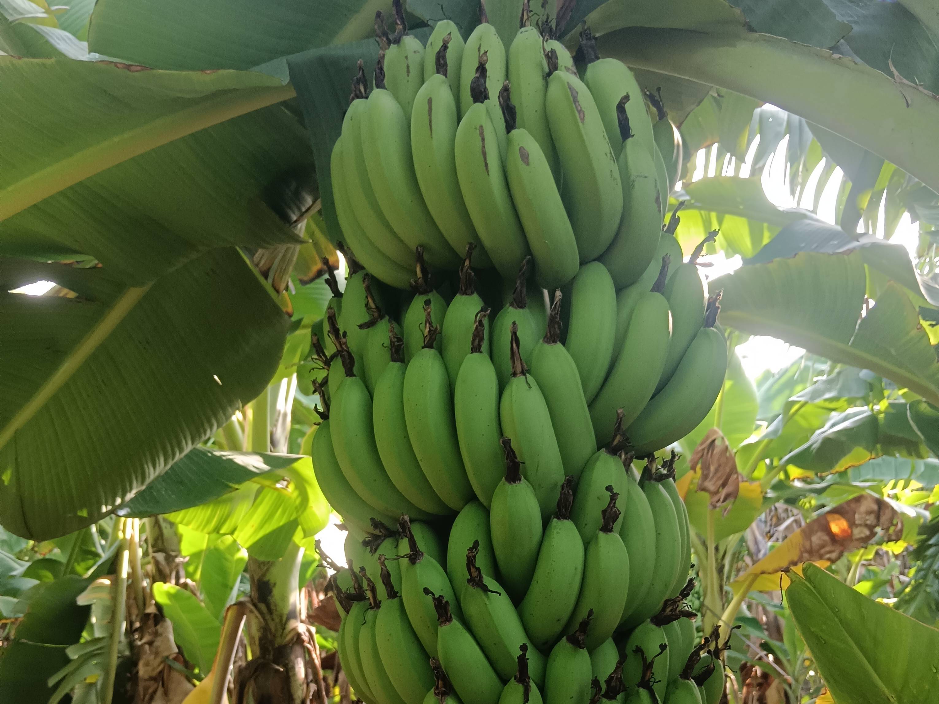 Green Banana विक्रीसाठी, अहिल्यानगर, महाराष्ट्र