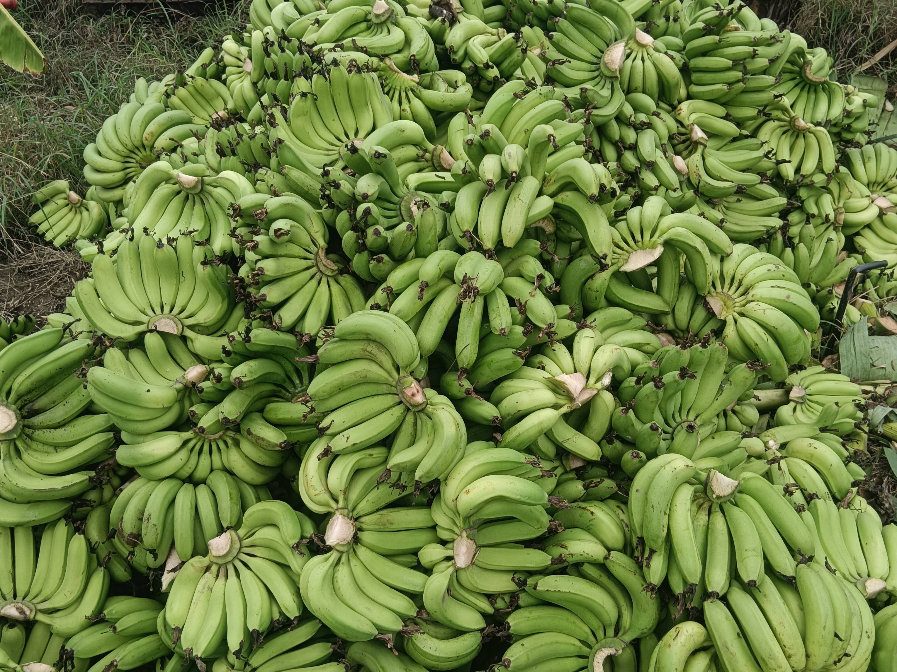 Green Banana विक्रीसाठी, अहिल्यानगर, महाराष्ट्र