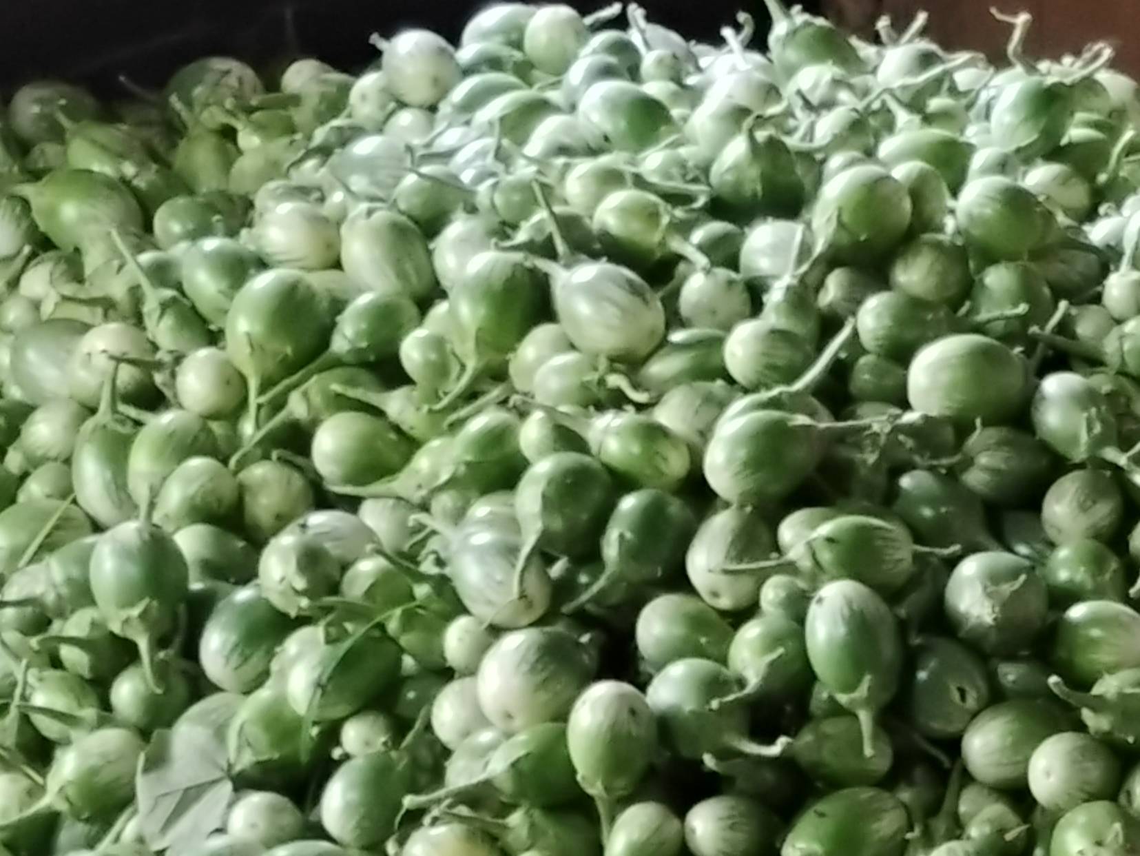 Round Brinjal विक्रीसाठी, होशंगाबाद, मध्य प्रदेश