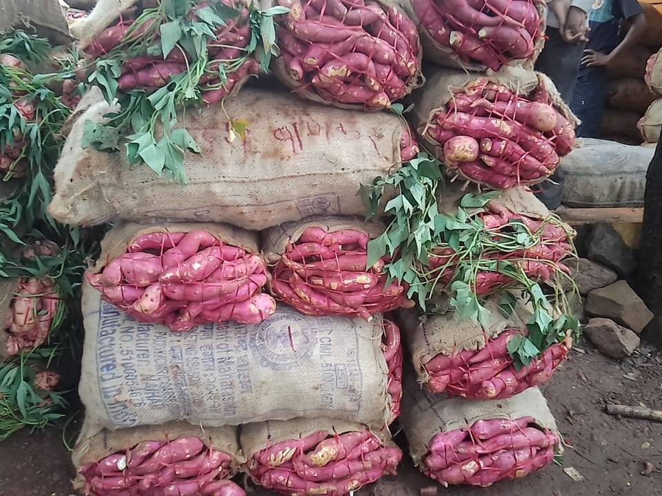 pink sweet potato for sale in Belgaum, Karnataka