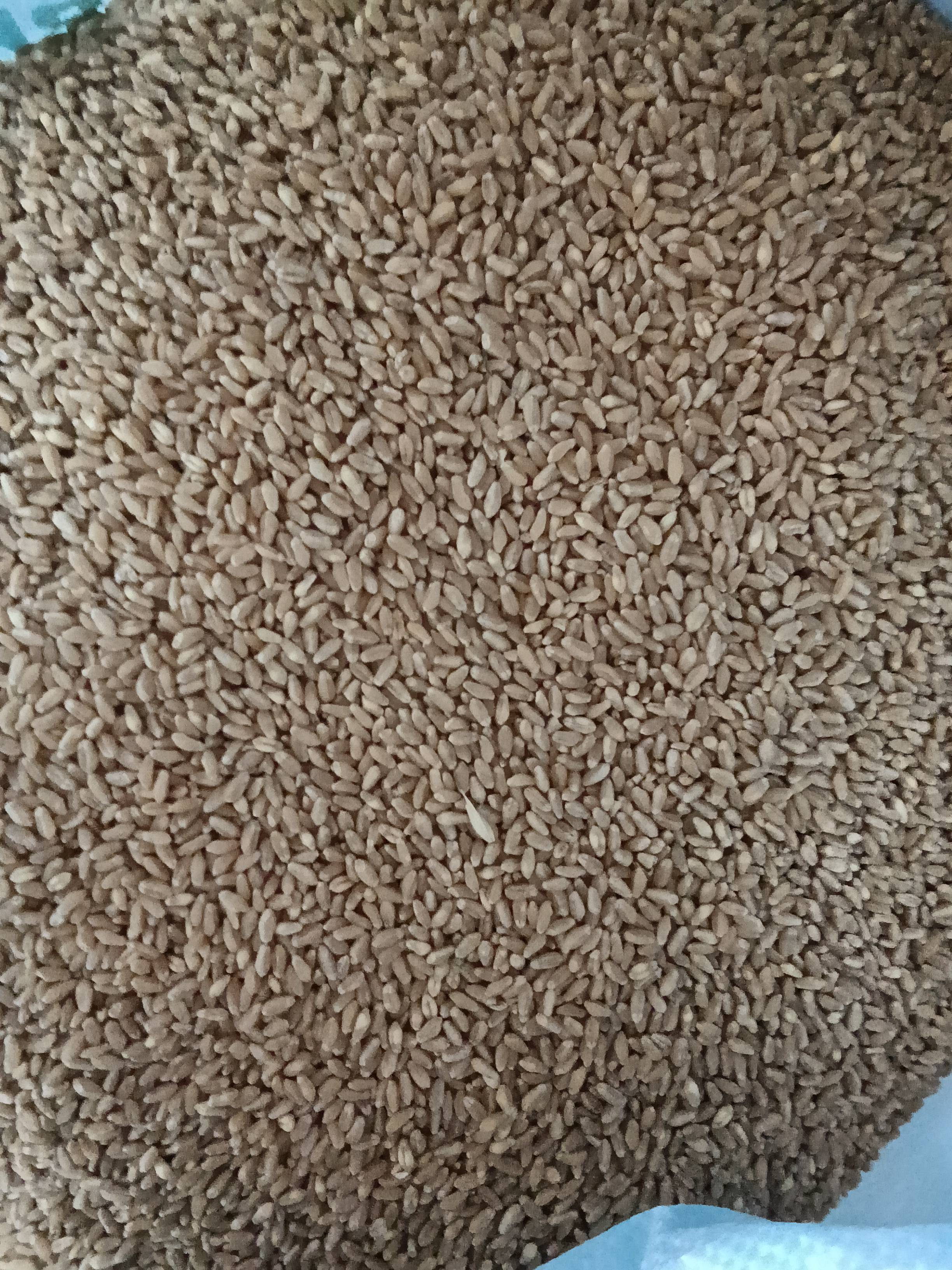 Sharbati Wheat बिक्री के लिए, नासिक, महाराष्ट्र