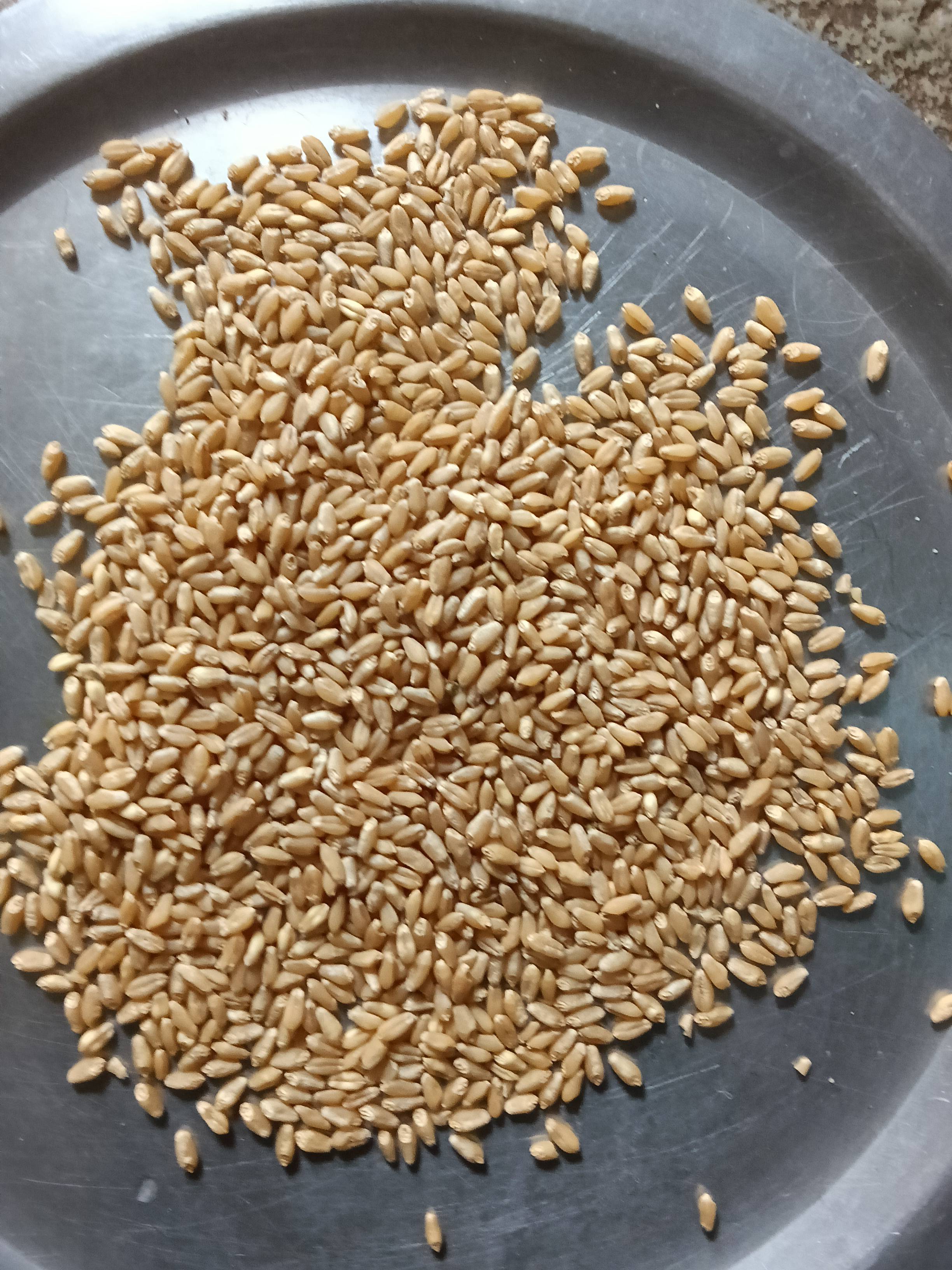 Sharbati Wheat बिक्री के लिए, नासिक, महाराष्ट्र