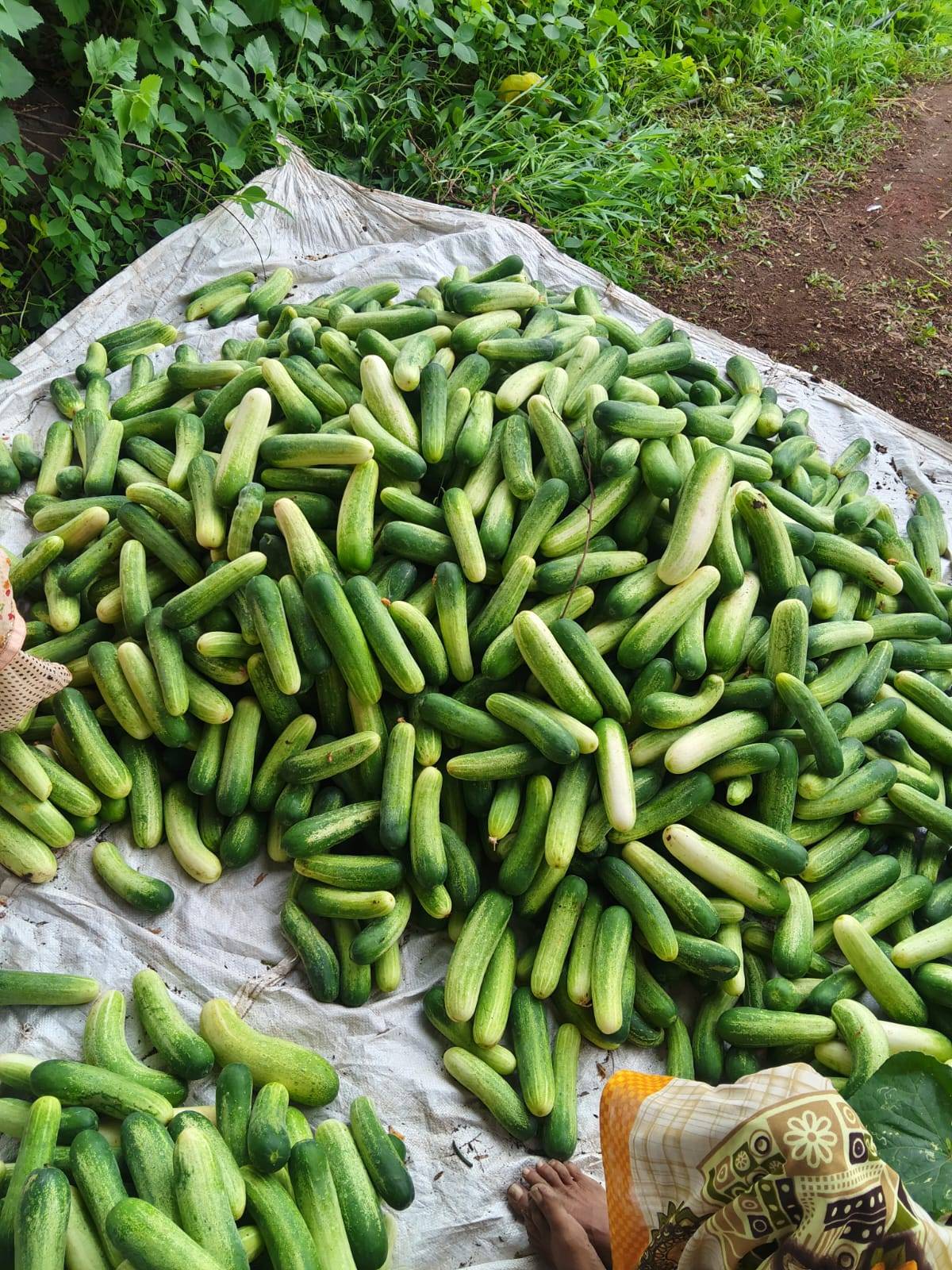 Green Cucumber बिक्री के लिए, वलसाड, गुजरात