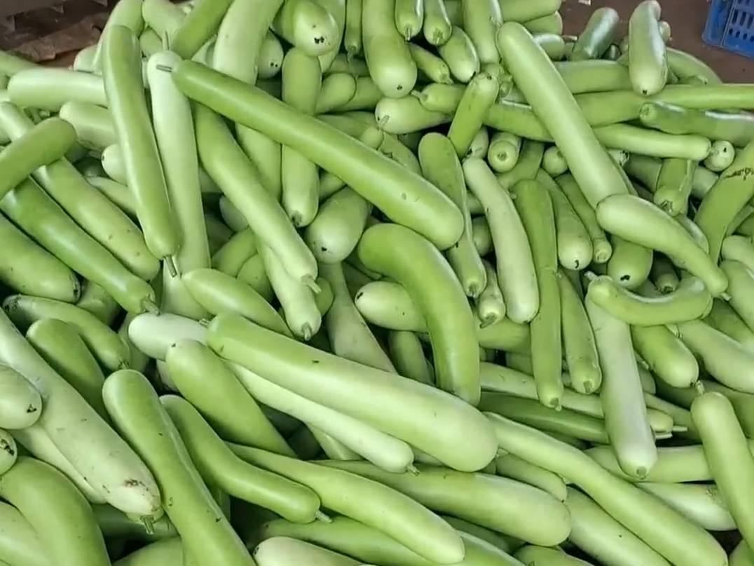 Arka Bahar Bottle Gourd for sale in Alwar, Rajasthan