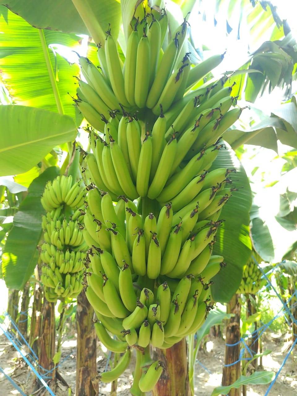 Banana Red Banana