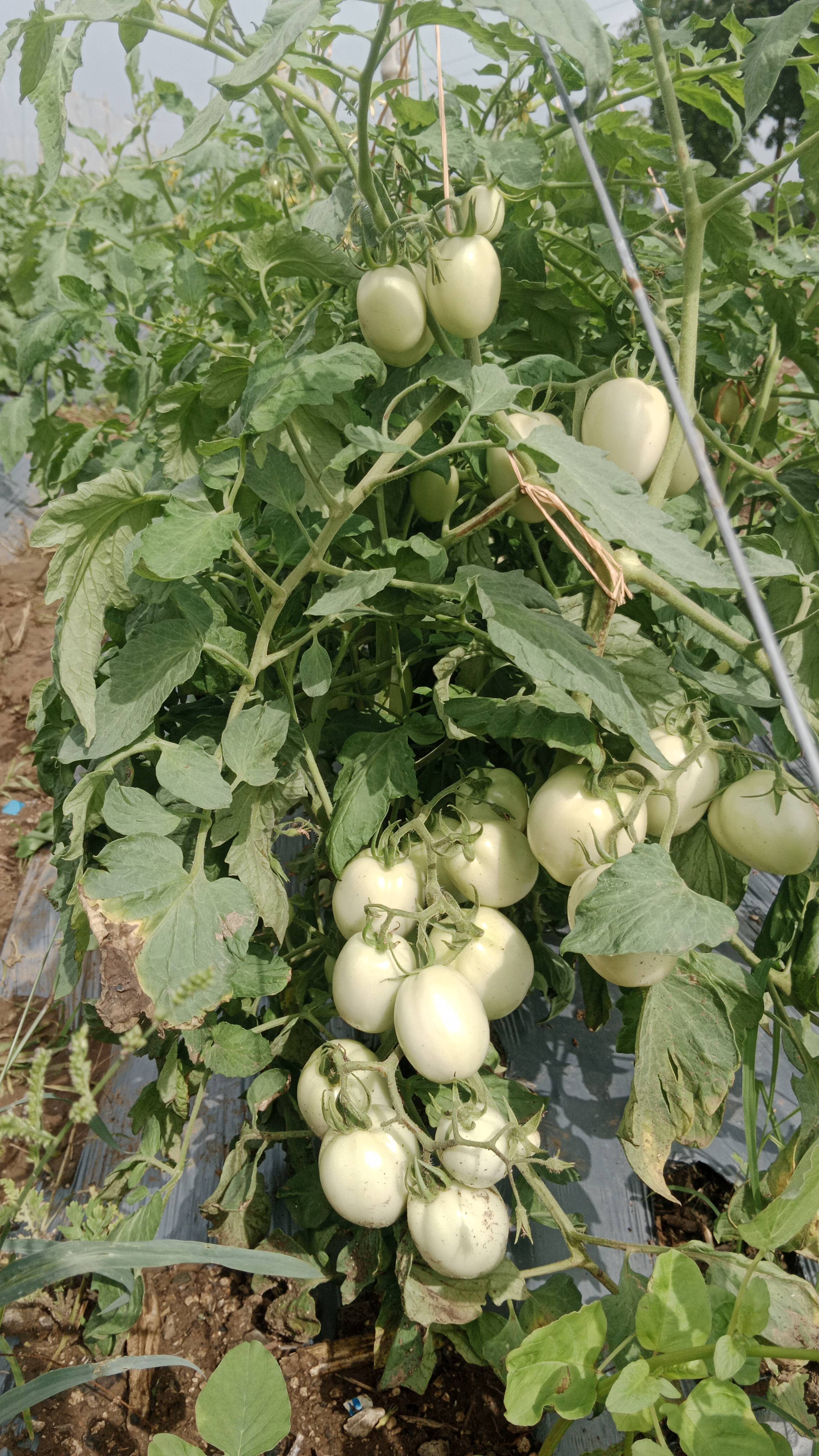 Saaho Tomato बिक्री के लिए, जालना, महाराष्ट्र