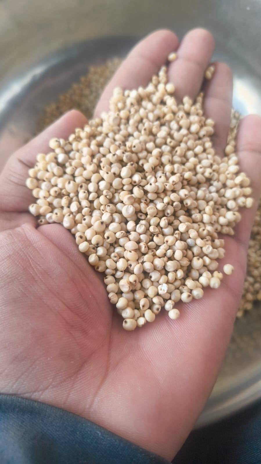 Parbhani Moti for sale in Jalgaon, Maharashtra