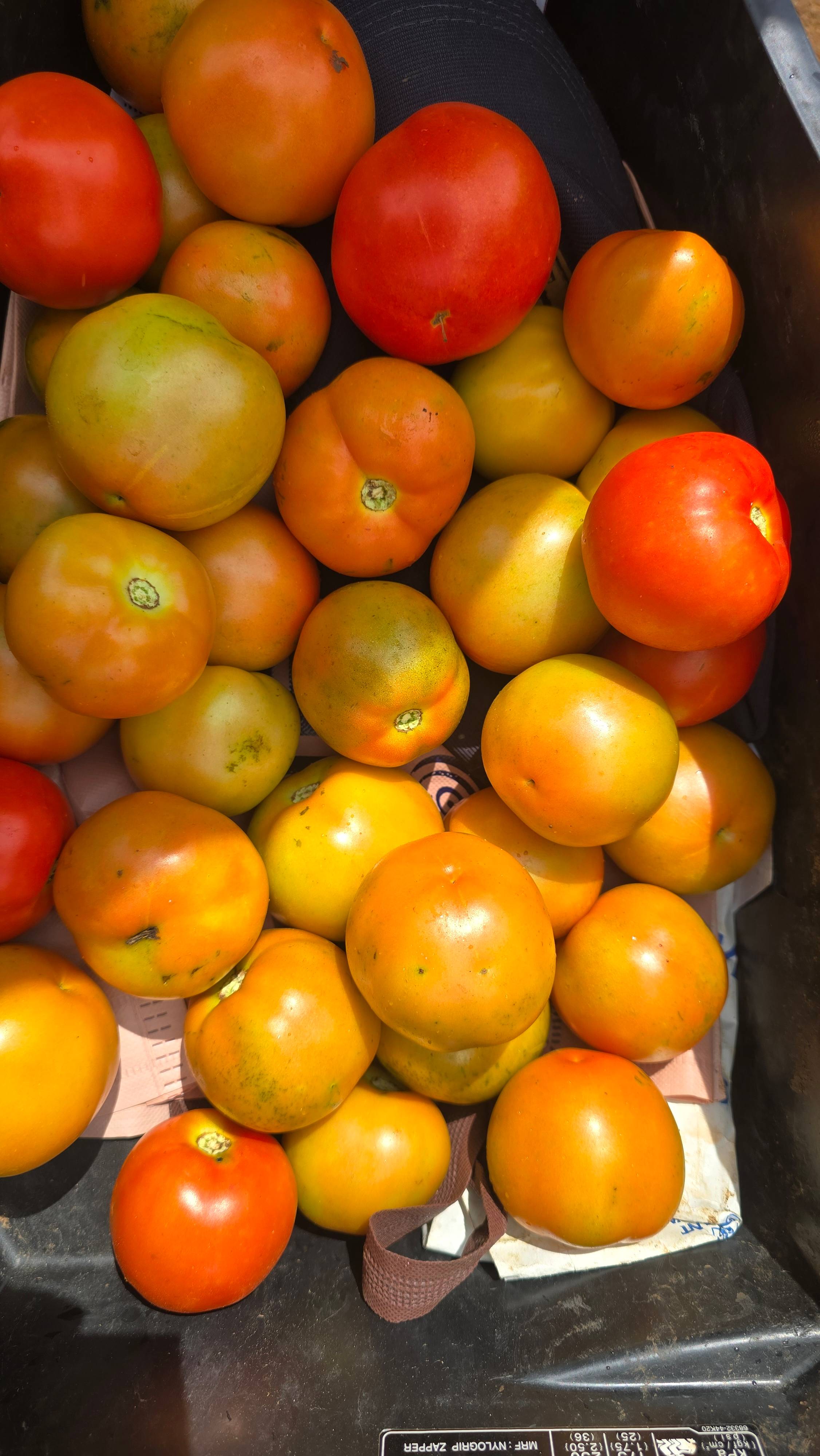Saaho Tomato for sale in Latur, Maharashtra