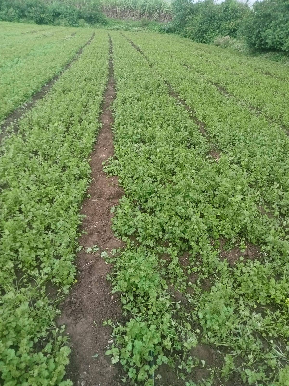 Coriander Leave विक्रीसाठी, पुणे, महाराष्ट्र