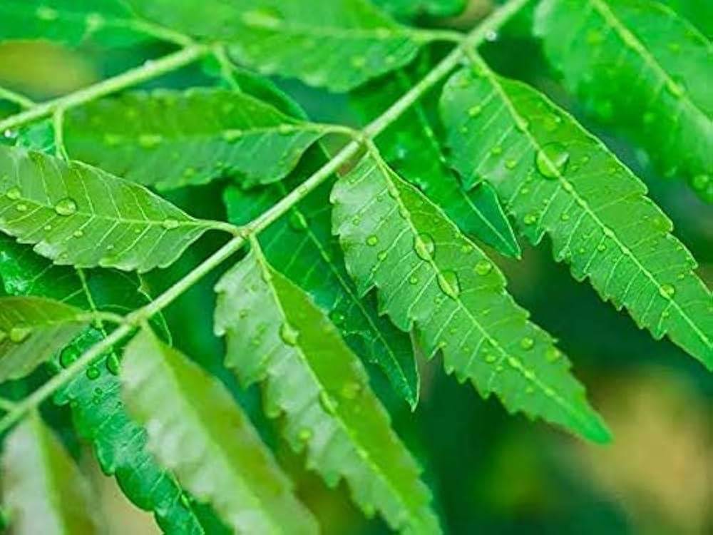 Neem Powder बिक्री के लिए, छत्रपति संभाजीनगर, महाराष्ट्र