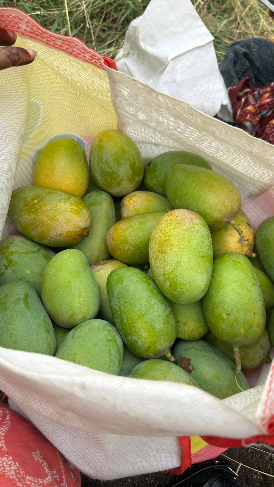 Kesar विक्रीसाठी, मुंबई, महाराष्ट्र