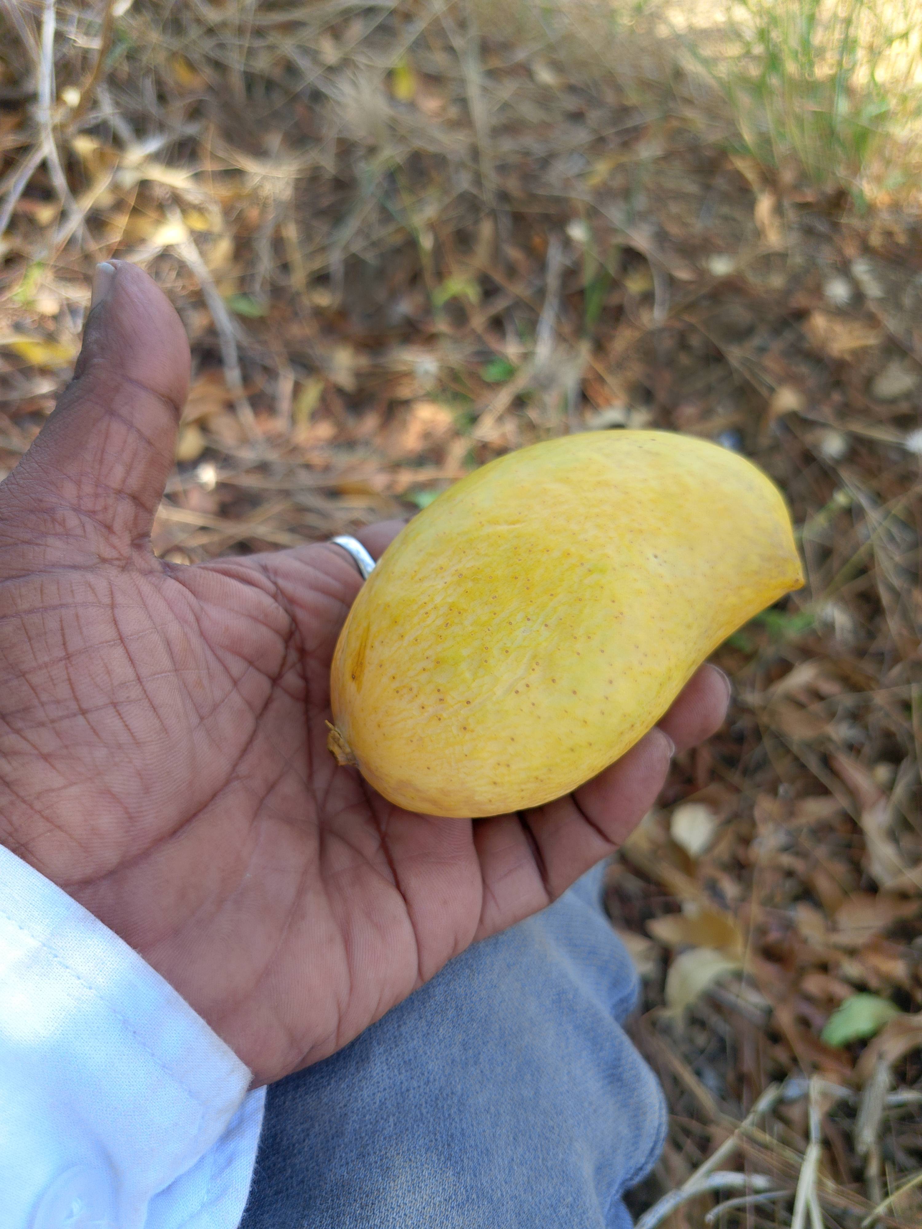 Kesar विक्रीसाठी, मुंबई, महाराष्ट्र