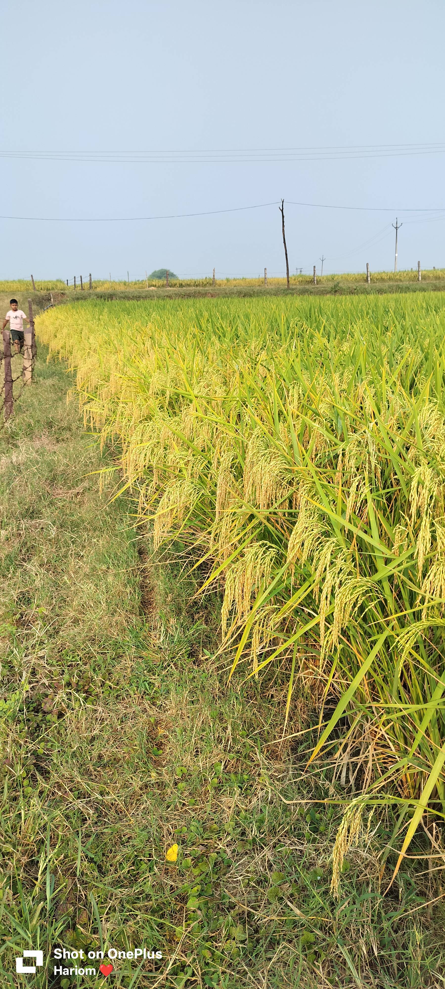 Dhan (Paddy) for sale in Hoshangabad, Madhya Pradesh