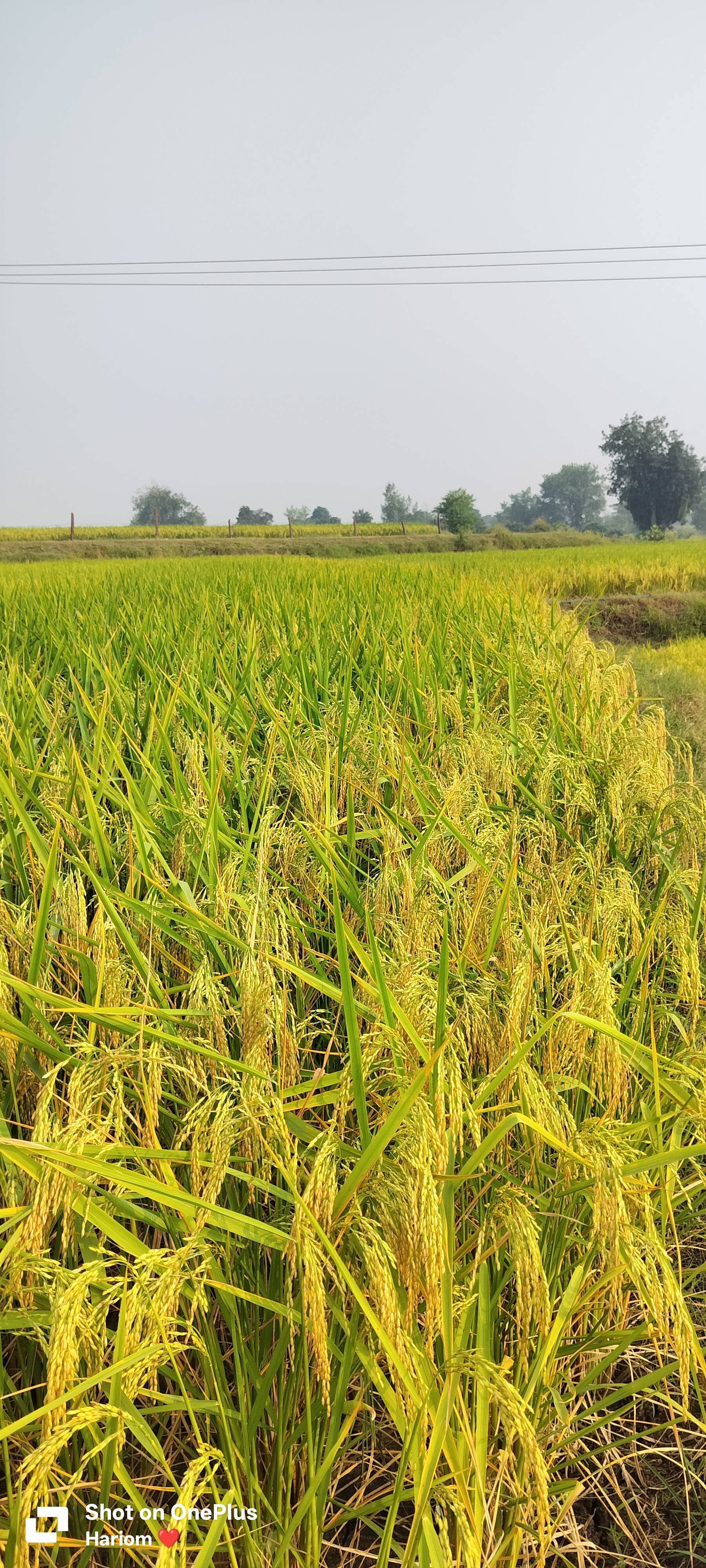 Dhan (Paddy) for sale in Hoshangabad, Madhya Pradesh