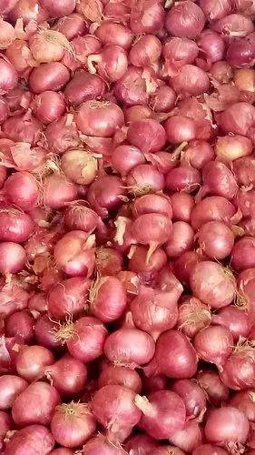 Summer Onion बिक्री के लिए, नासिक, महाराष्ट्र