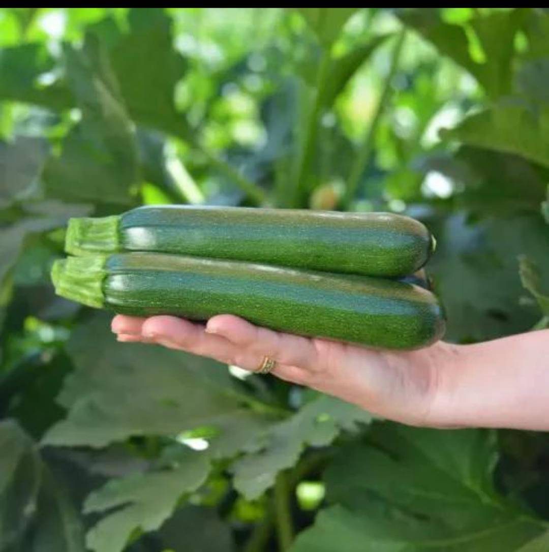 Green Zucchini for sale in Chittorgarh, Rajasthan