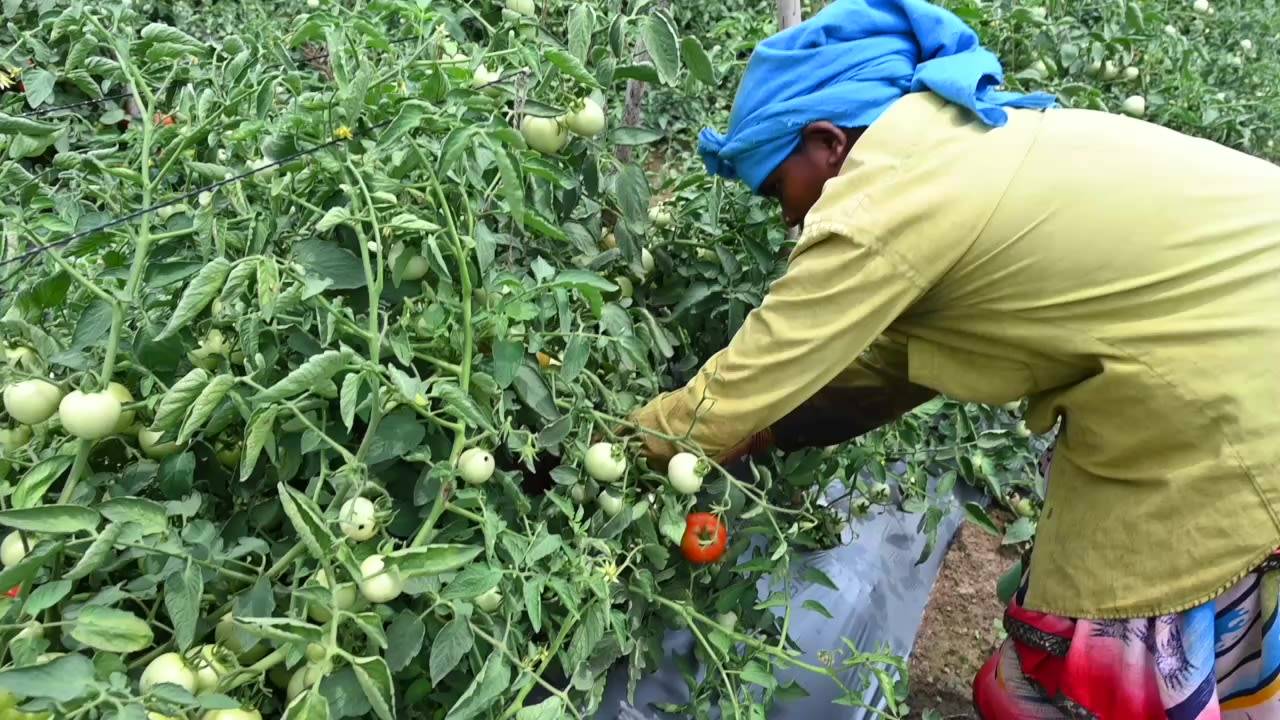 Atharva Tomato बिक्री के लिए, सोलापुर, महाराष्ट्र