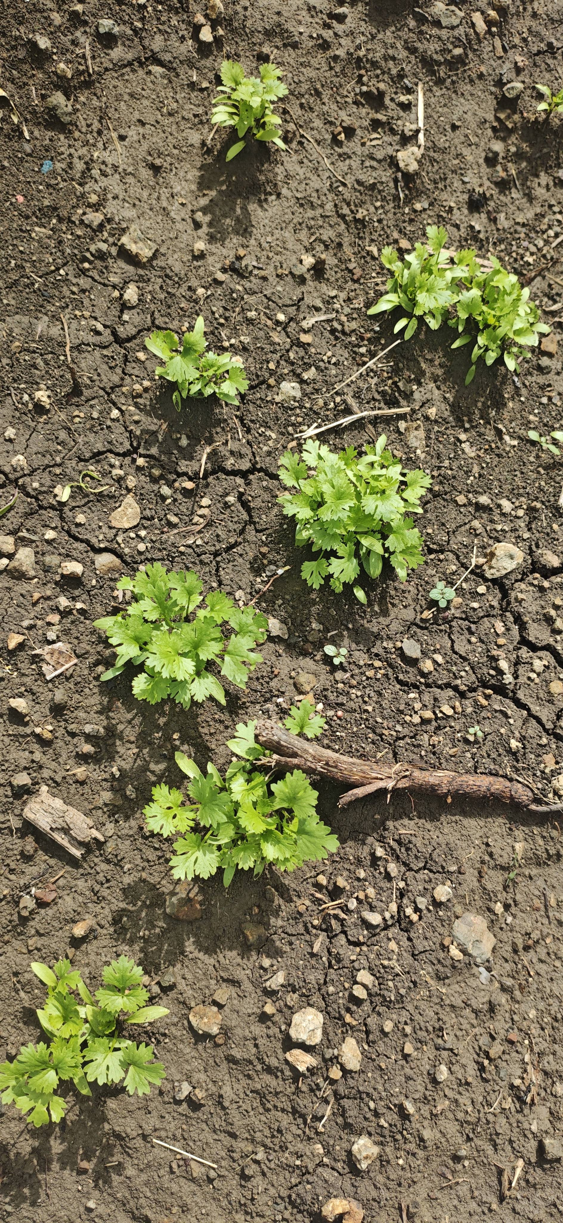 Coriander Leave for sale in Nanded, Maharashtra